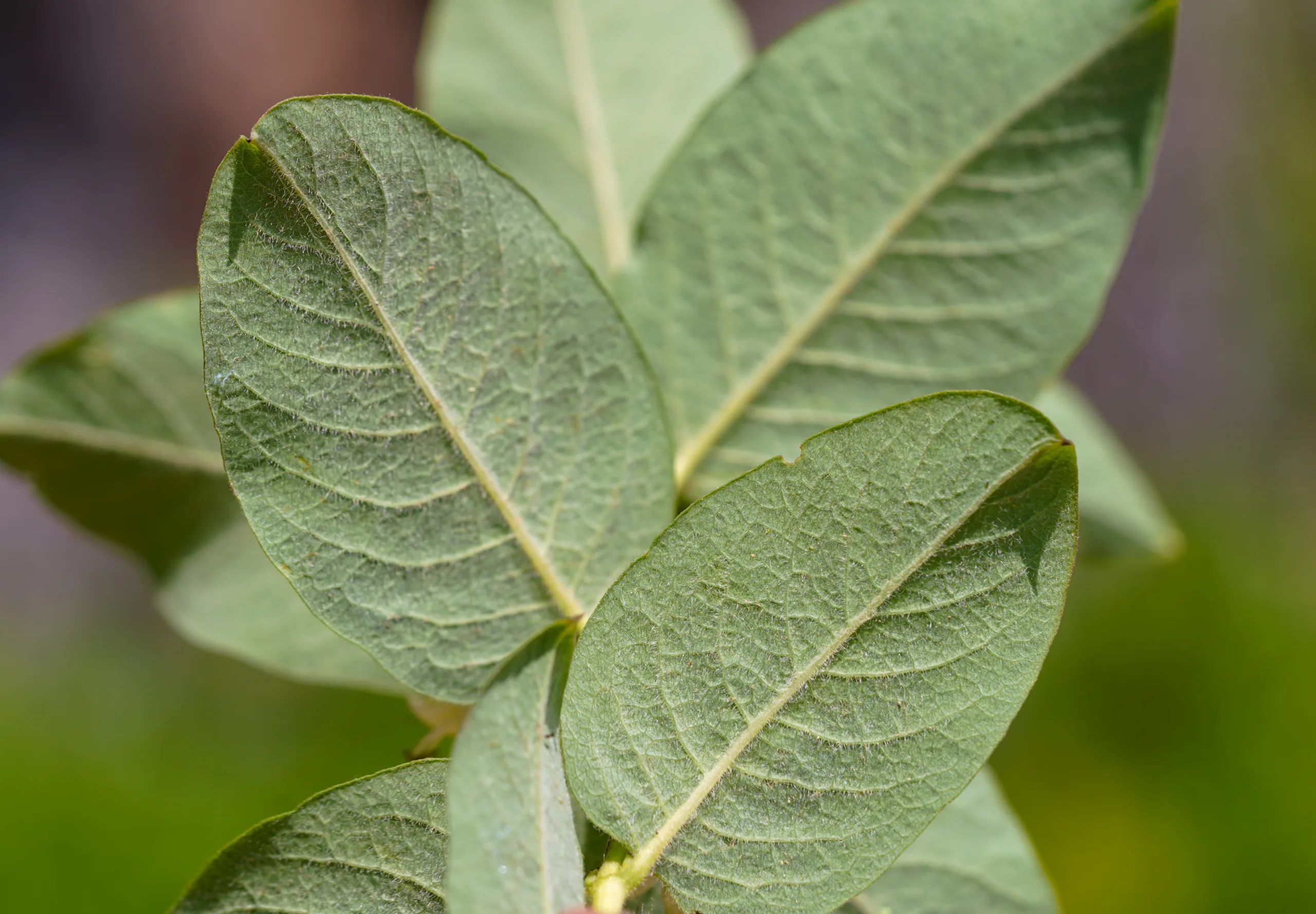 Lonicera caucasica subsp. orientalis