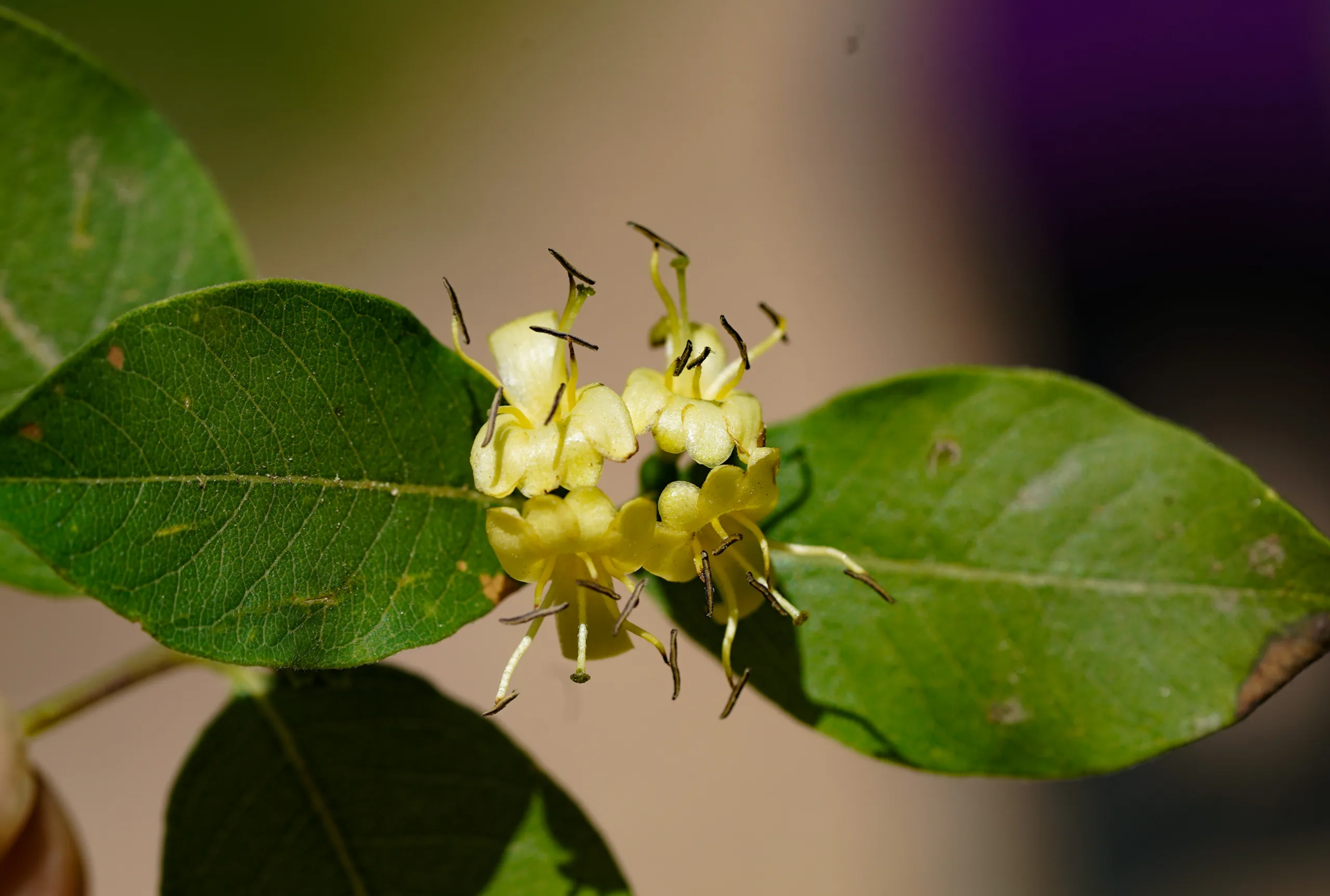 Lonicera caucasica subsp. orientalis