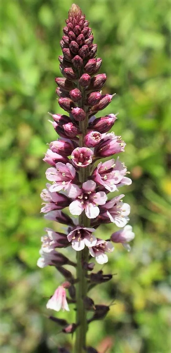 Lysimachia dubia