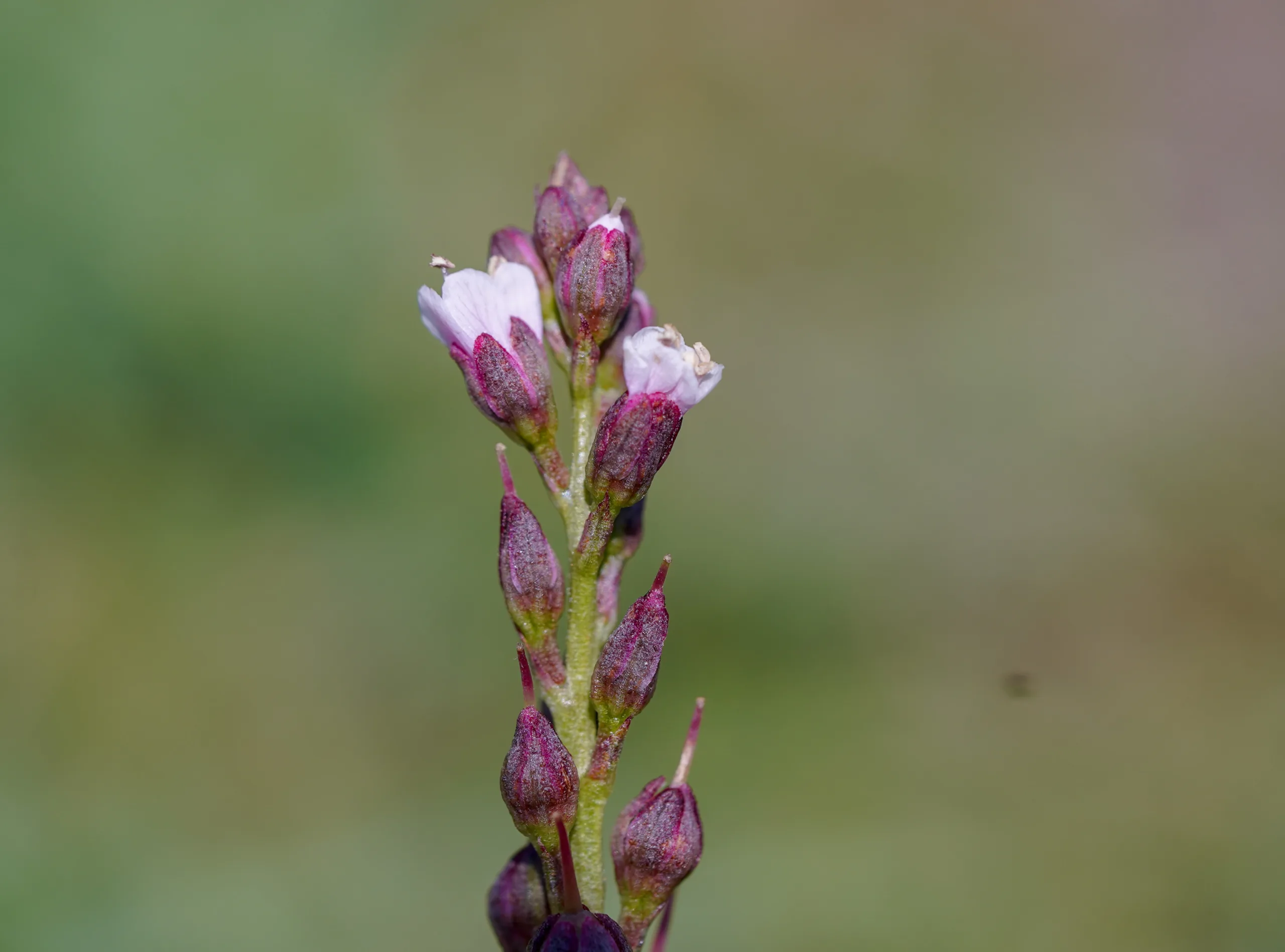 Lysimachia dubia