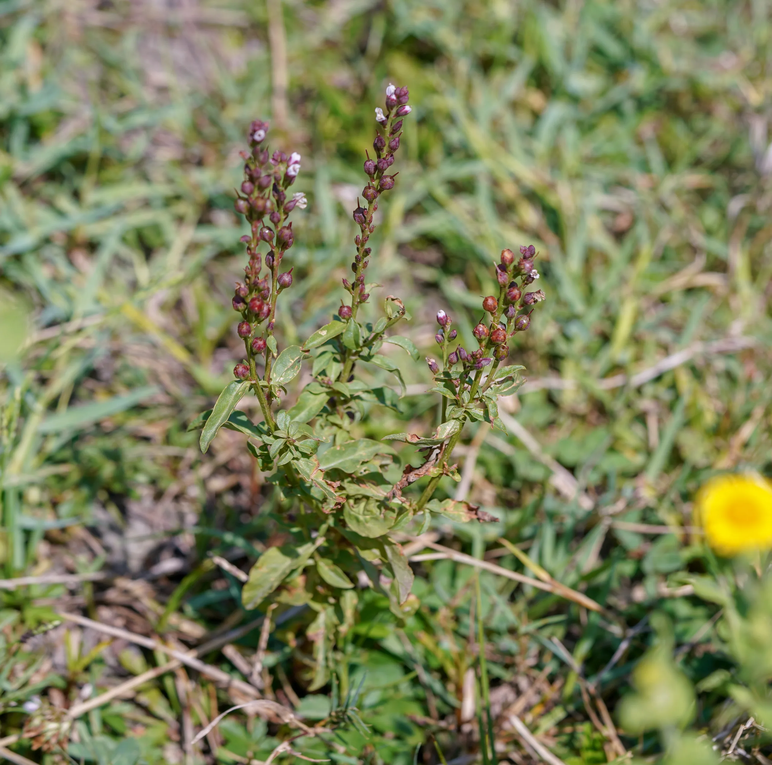 Lysimachia dubia