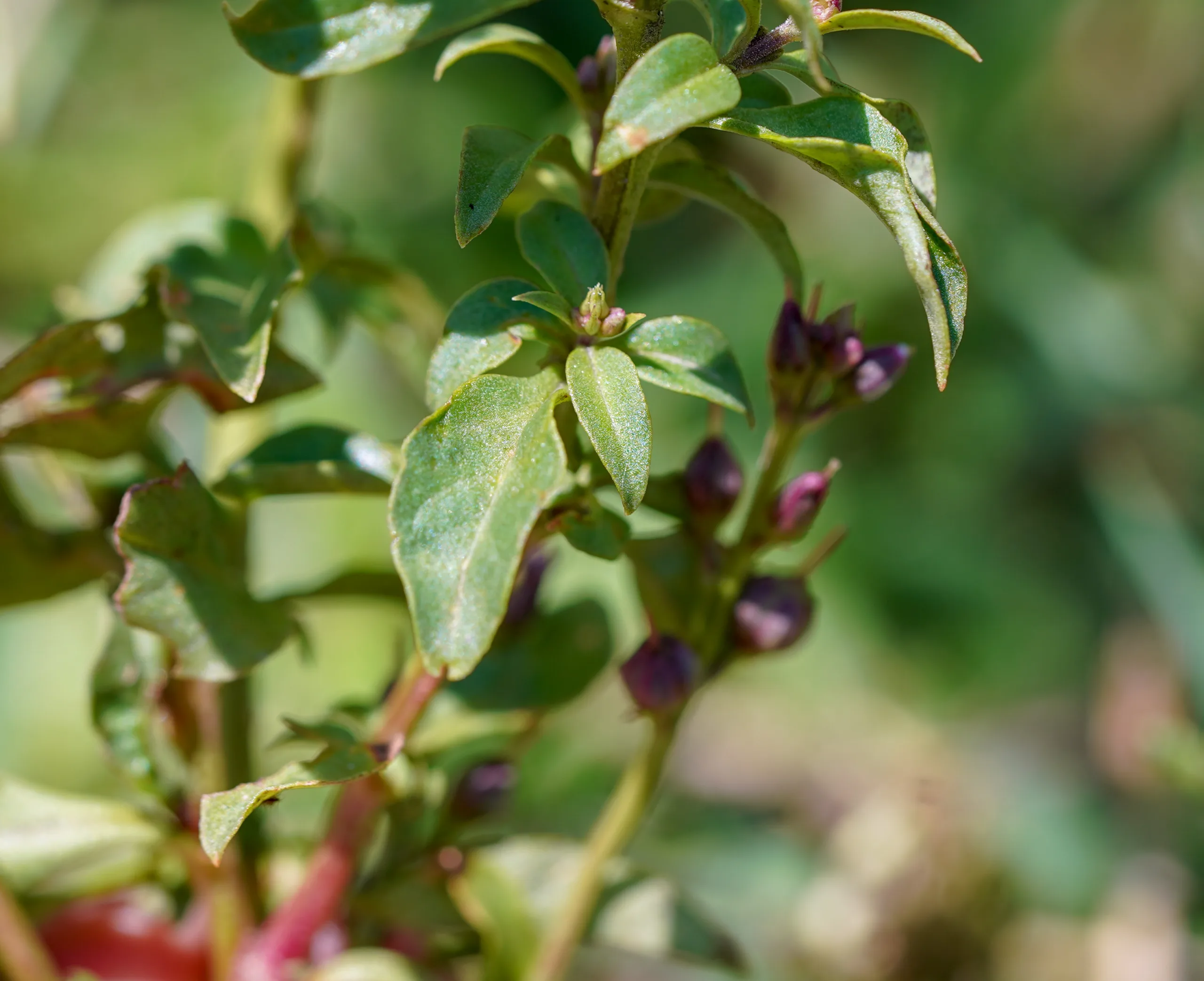 Lysimachia dubia