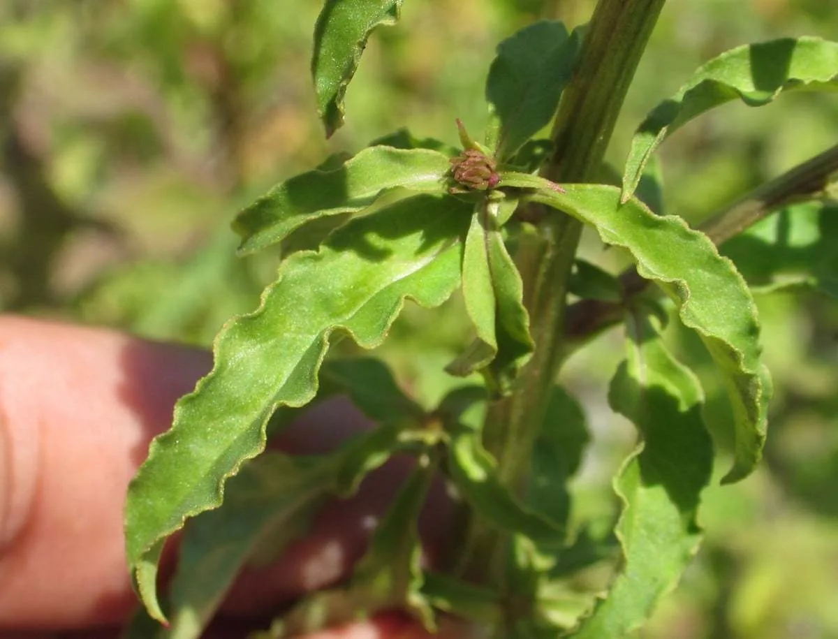 Lysimachia dubia