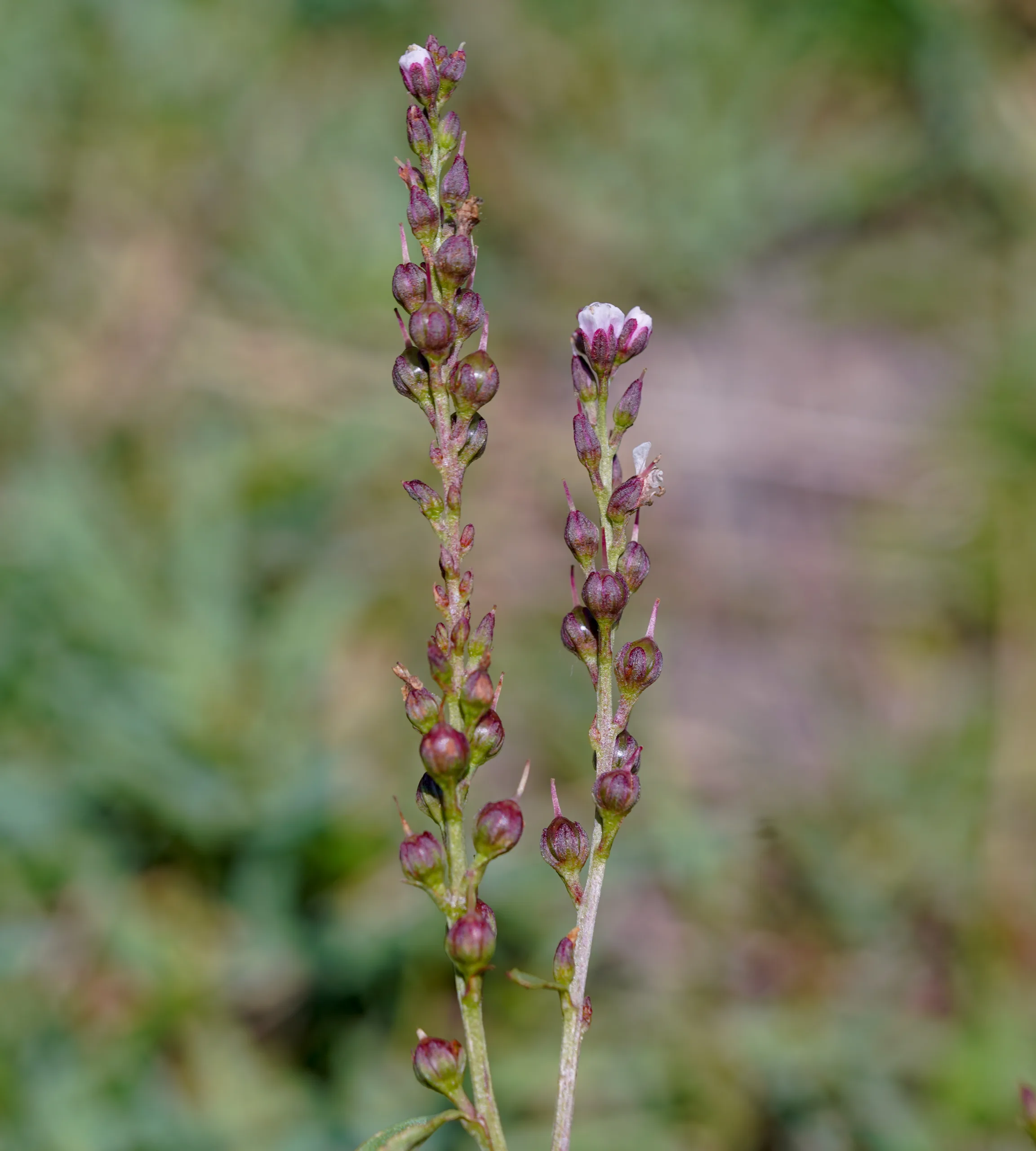 Lysimachia dubia