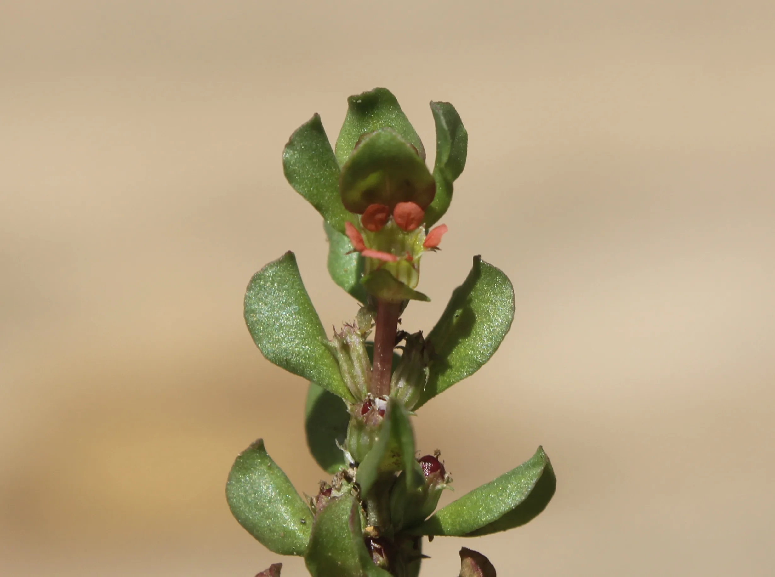 Lythrum borysthenicum