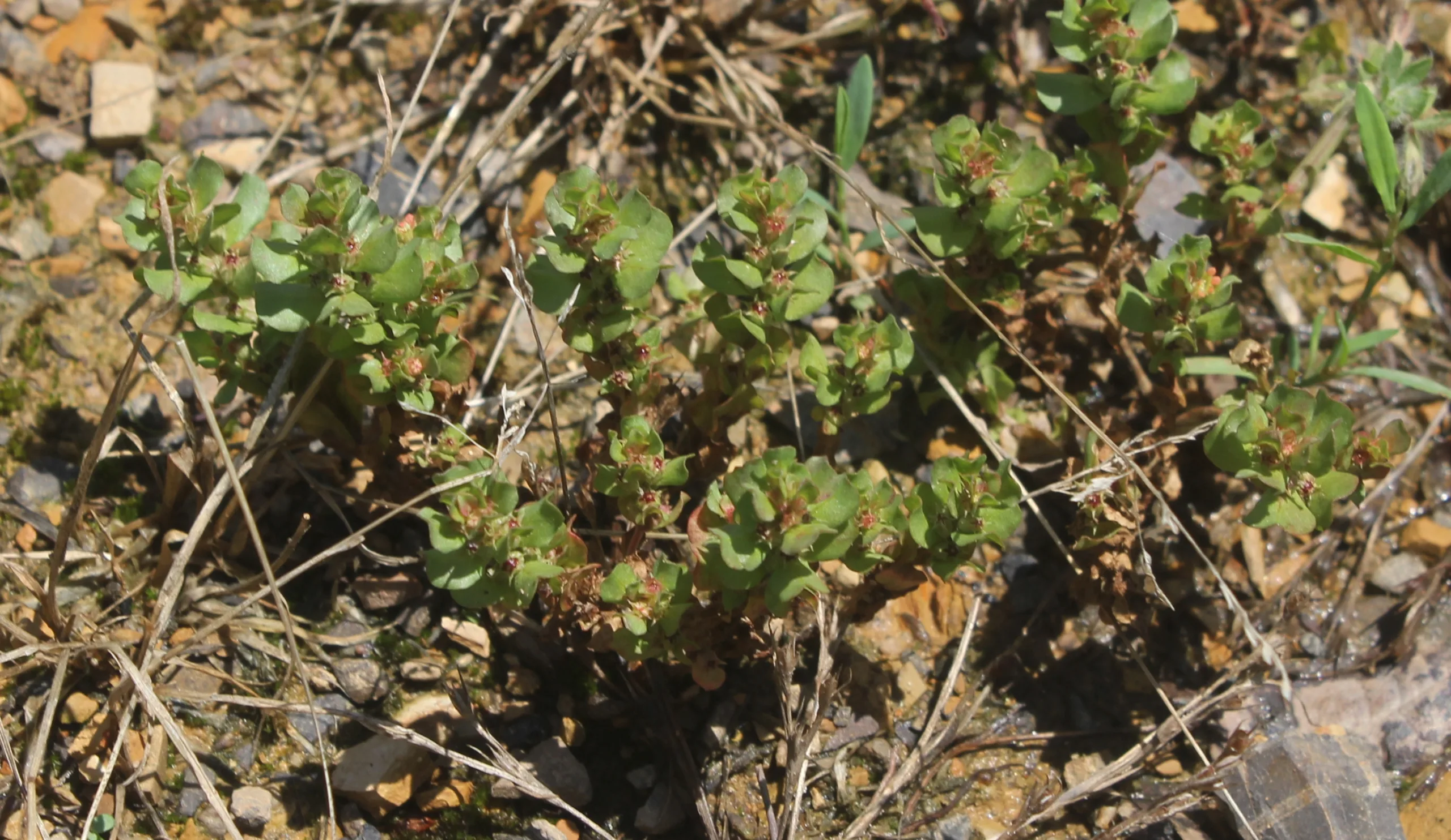 Lythrum borysthenicum