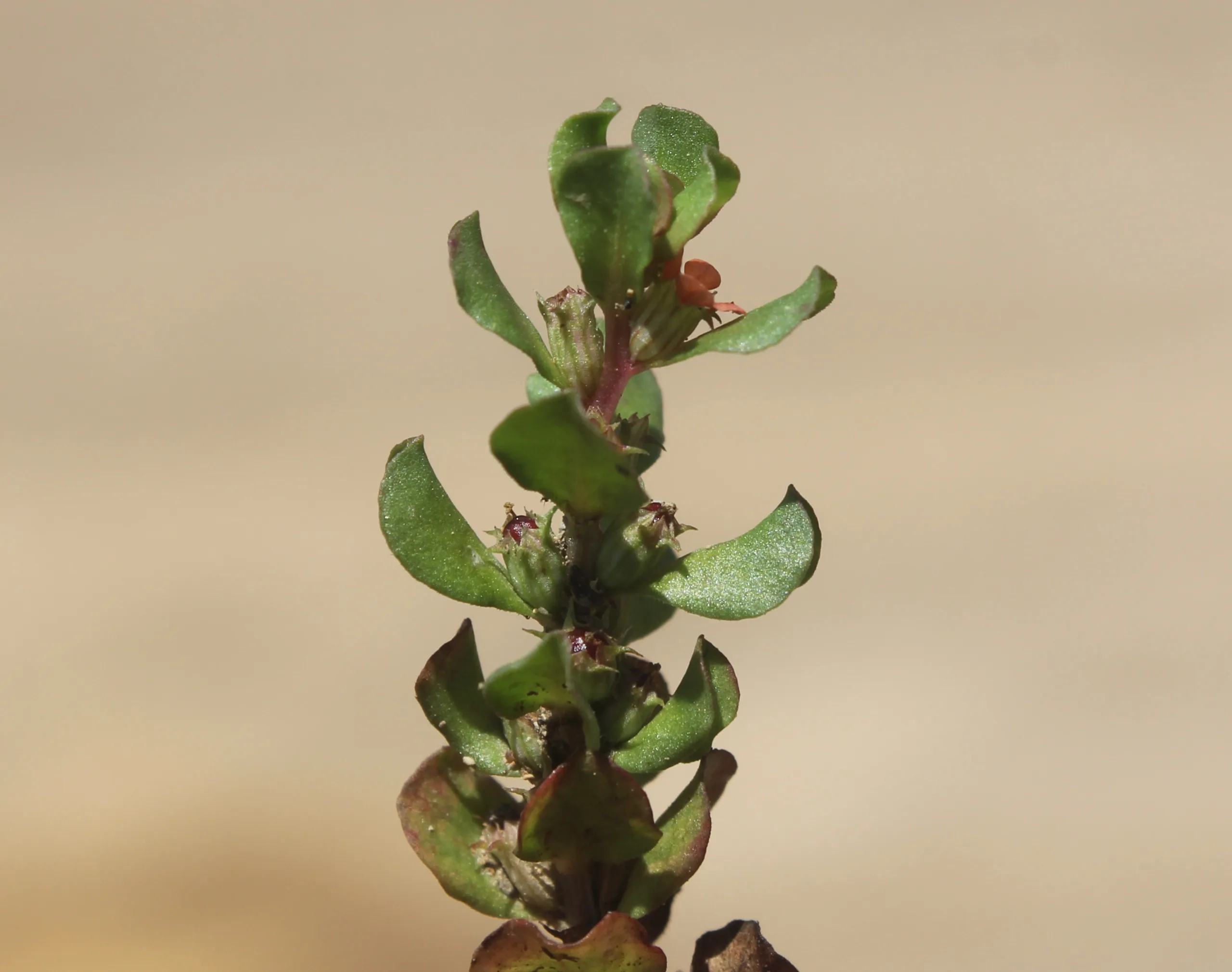 Lythrum borysthenicum