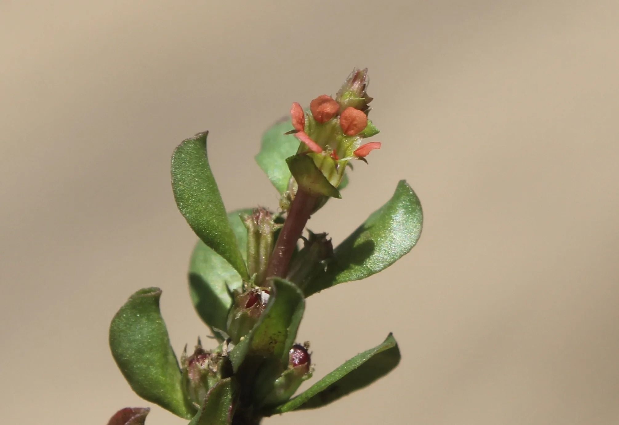 Lythrum borysthenicum