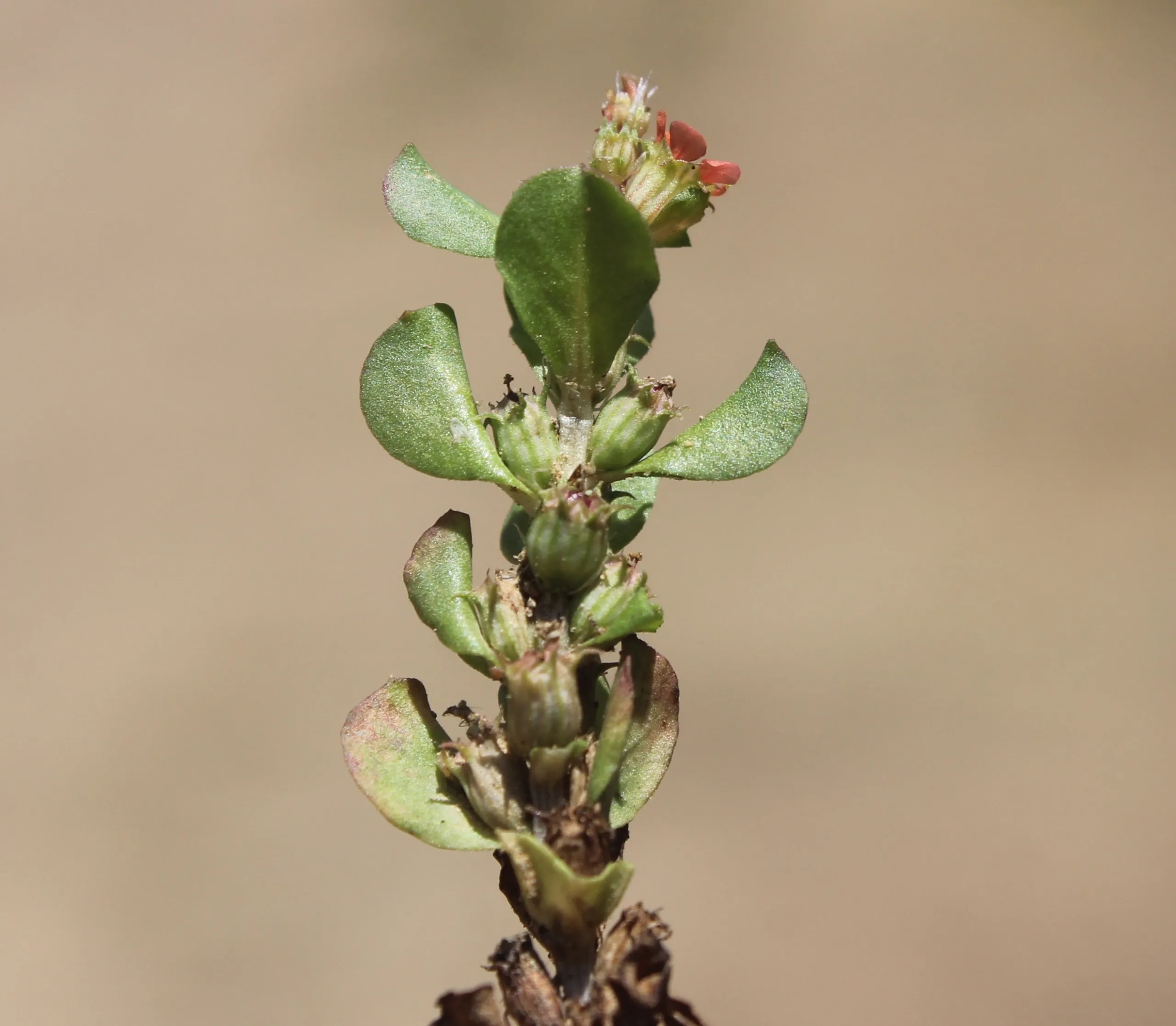Lythrum borysthenicum