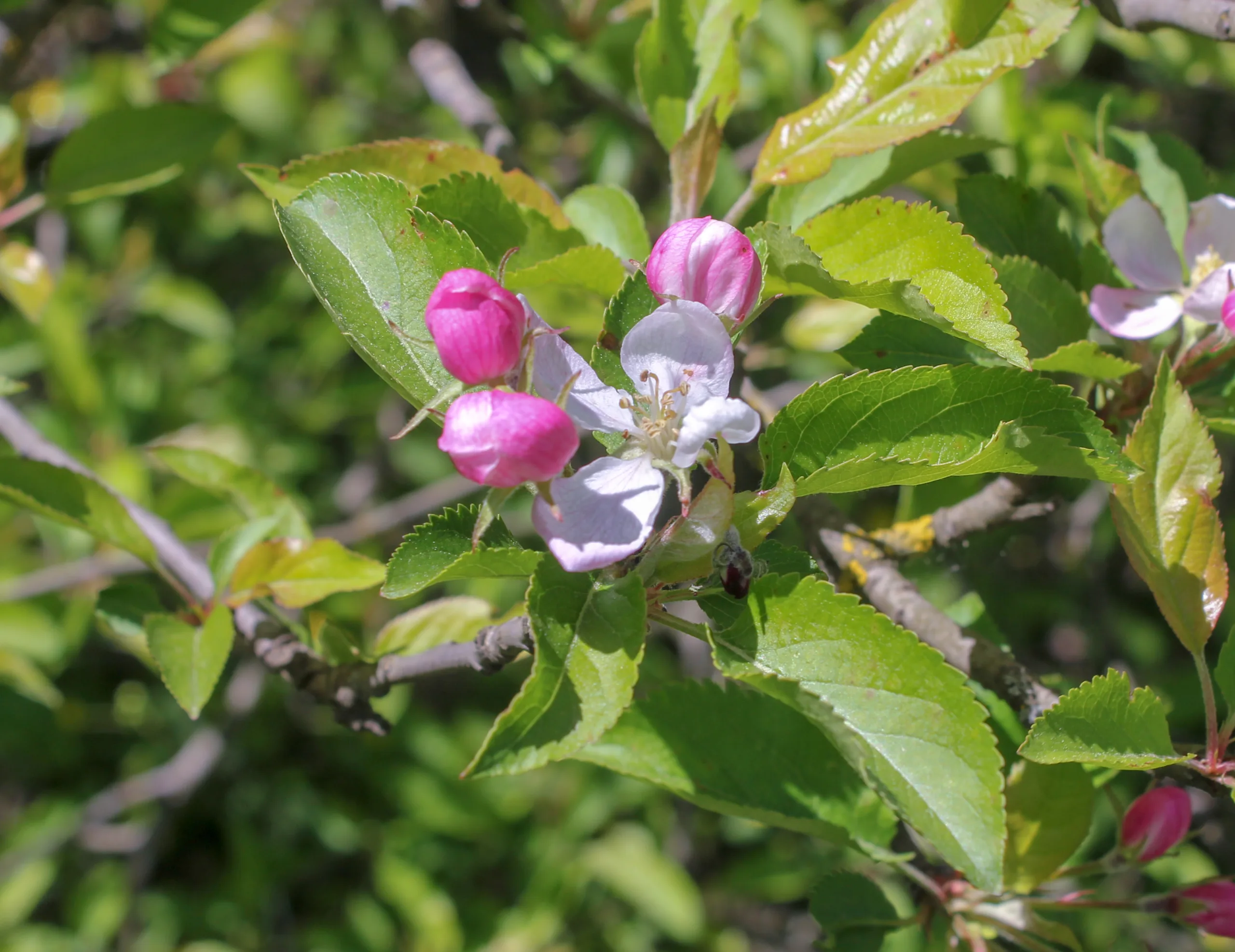 Malus orientalis