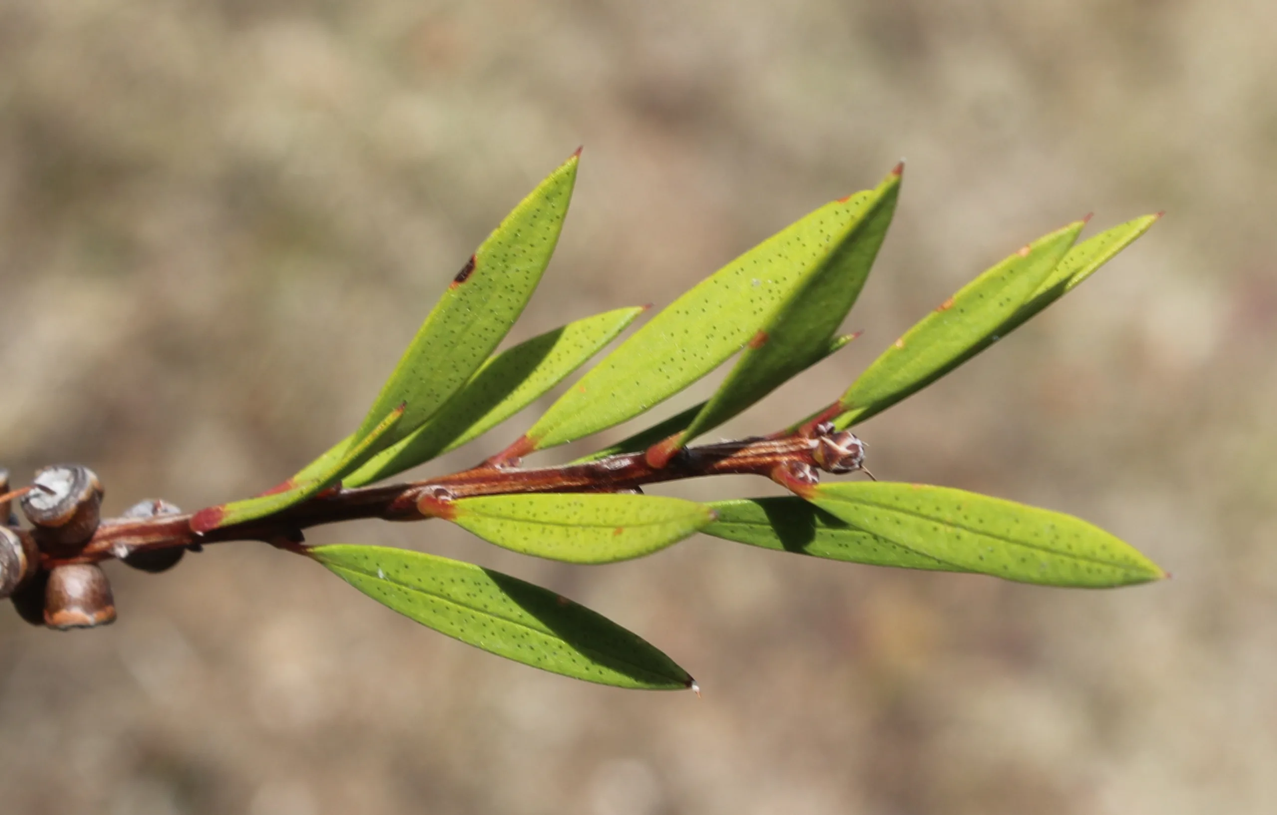 Melaleuca linearis