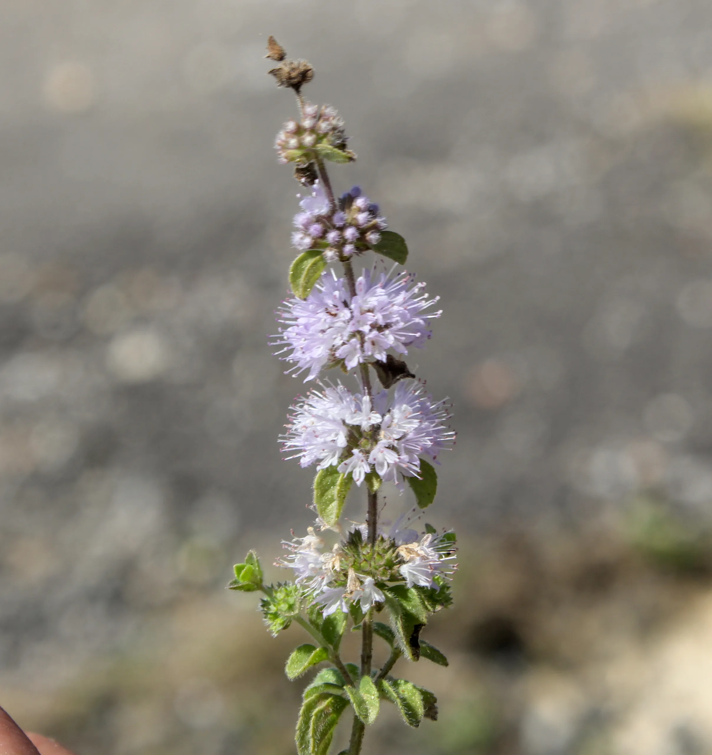 Mentha pulegium