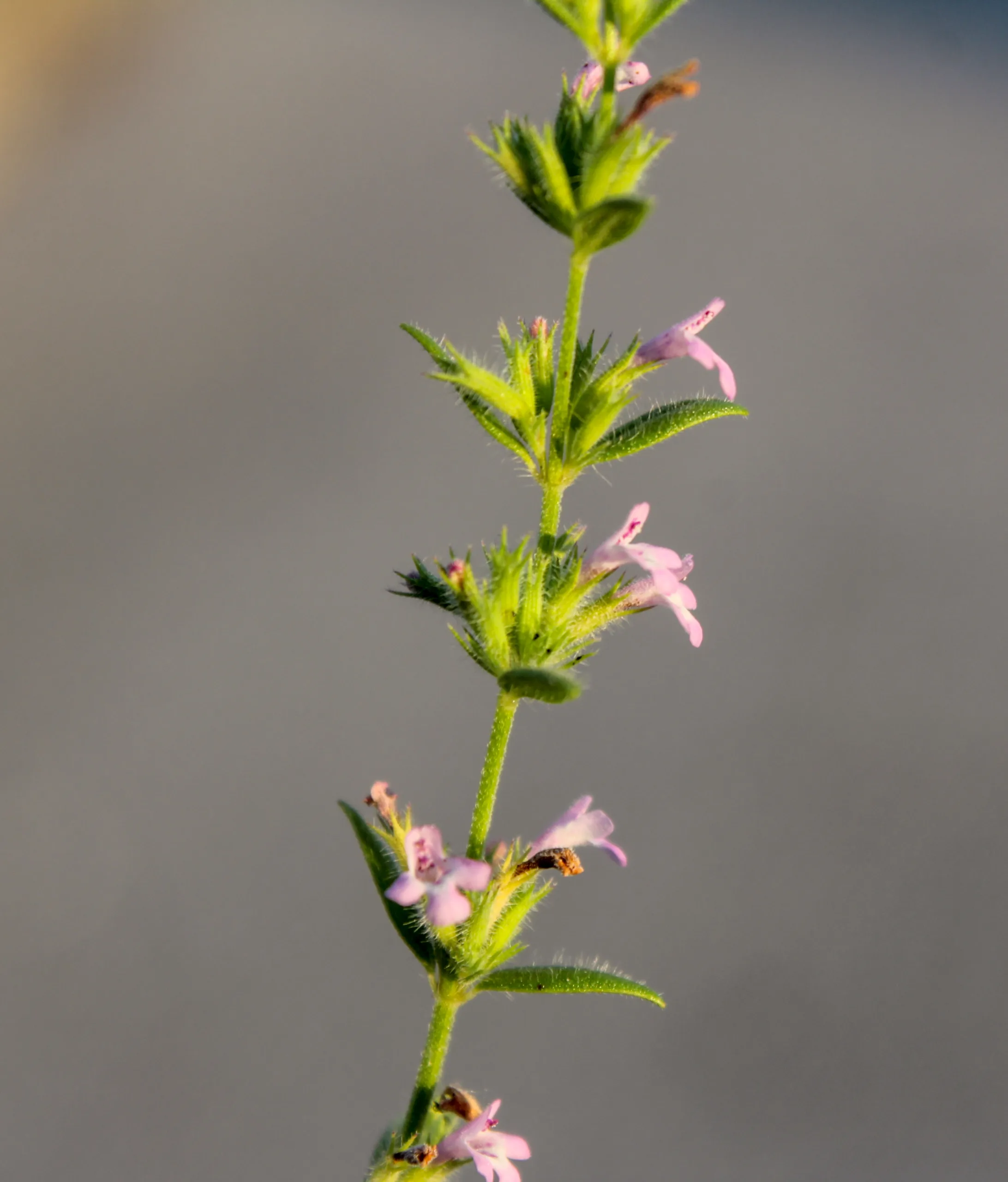 Micromeria myrtifolia