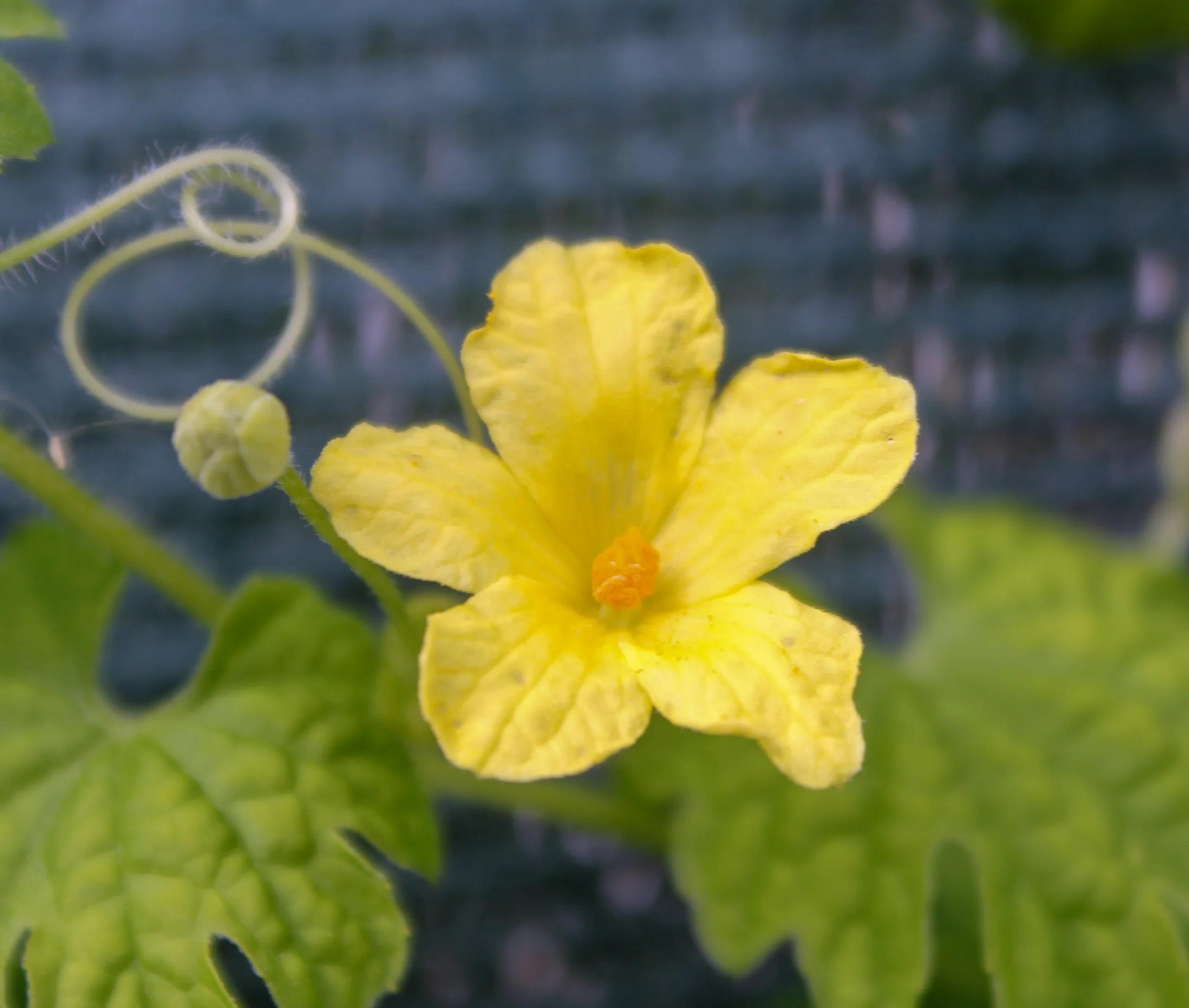 Momordica charantia (Kudret narı)