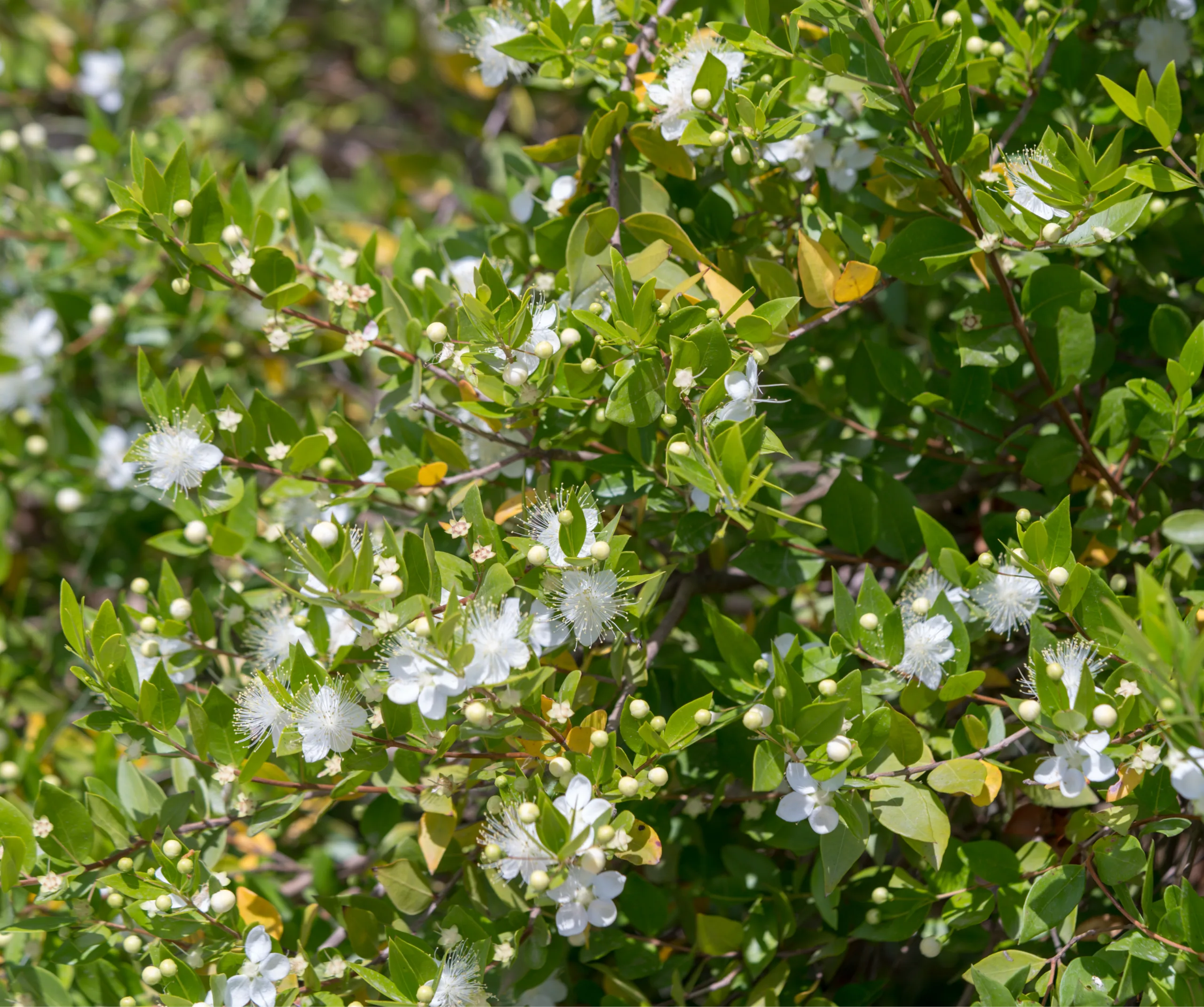 Myrtus communis