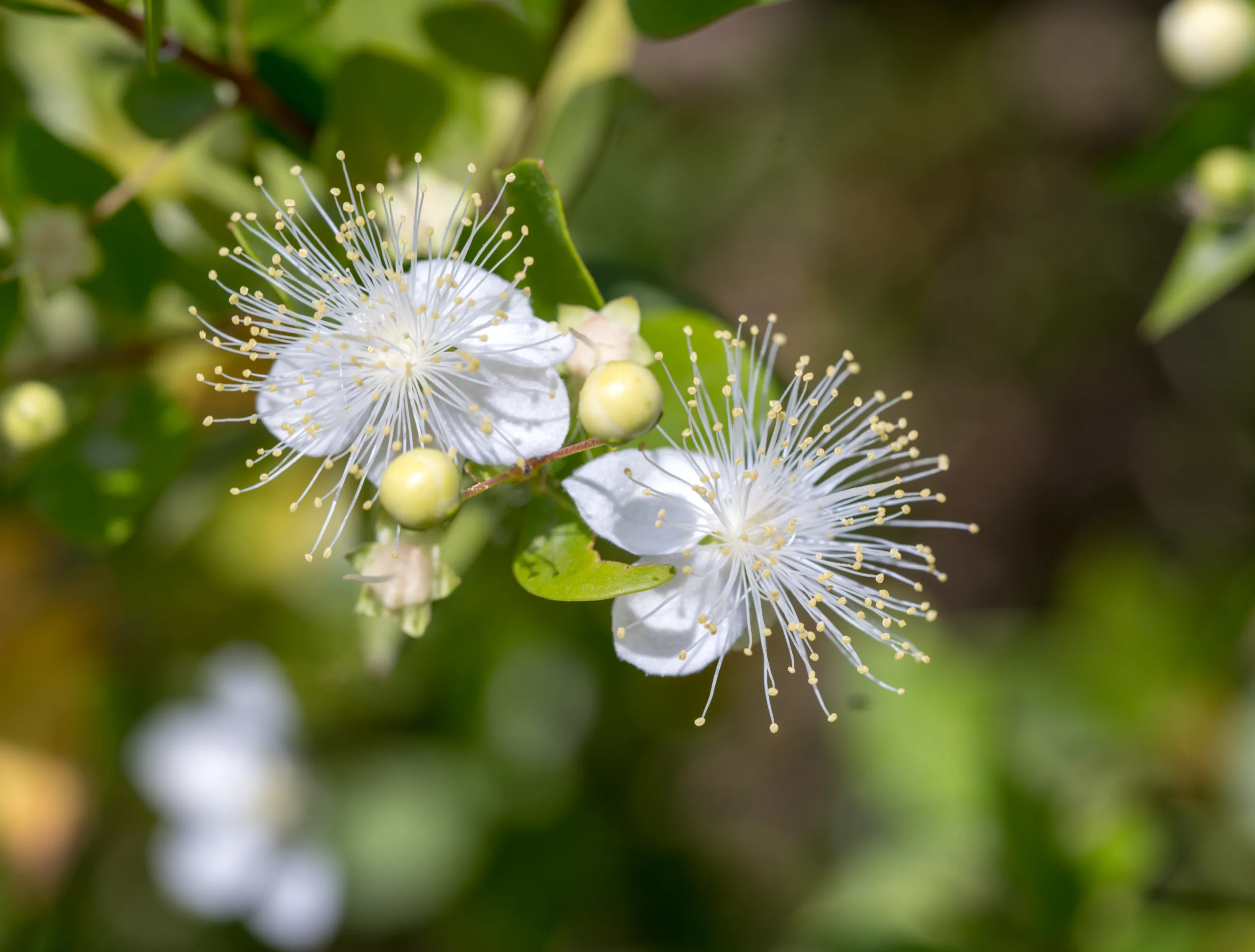 Myrtus communis