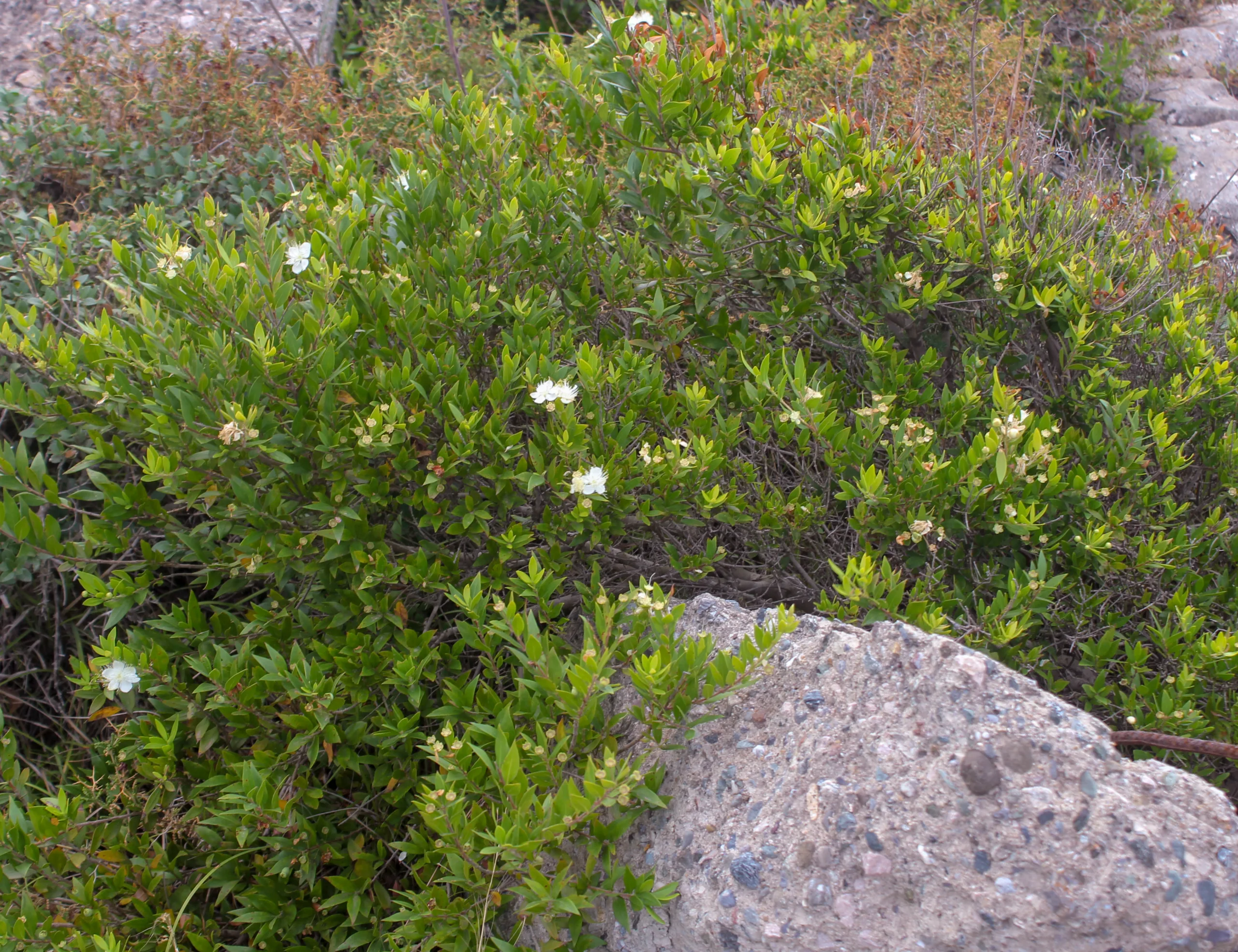 Myrtus communis