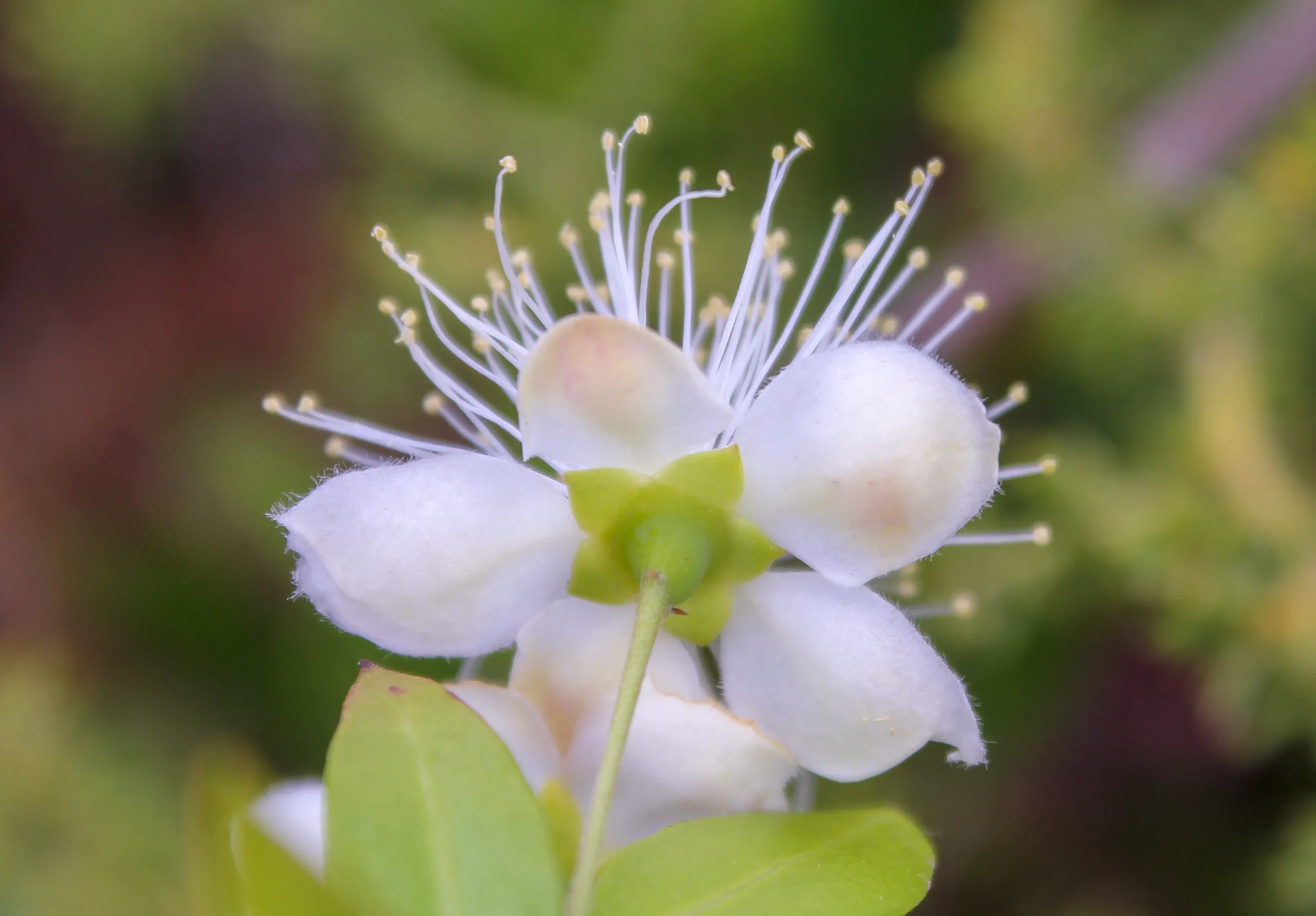 Myrtus communis