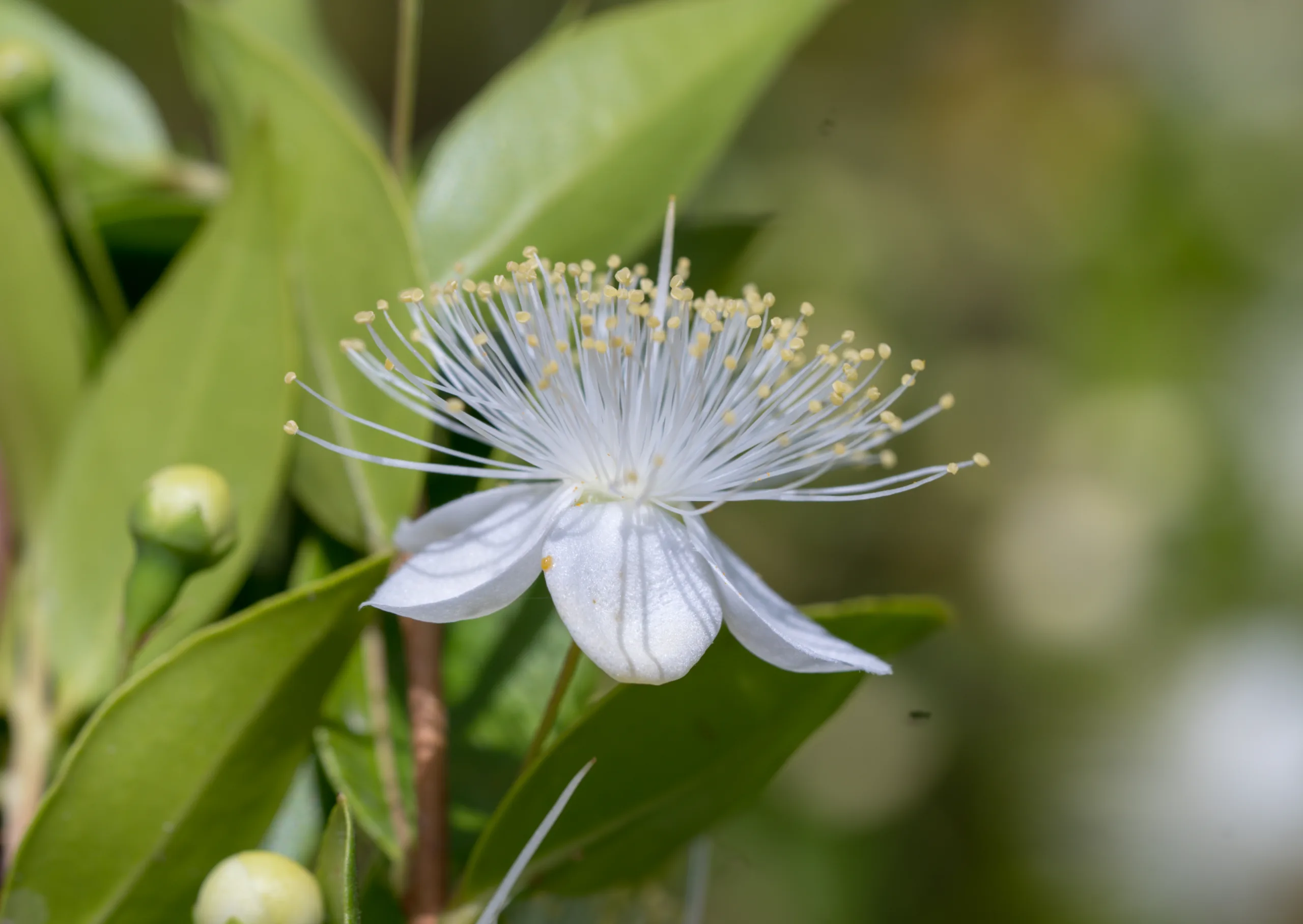 Myrtus communis