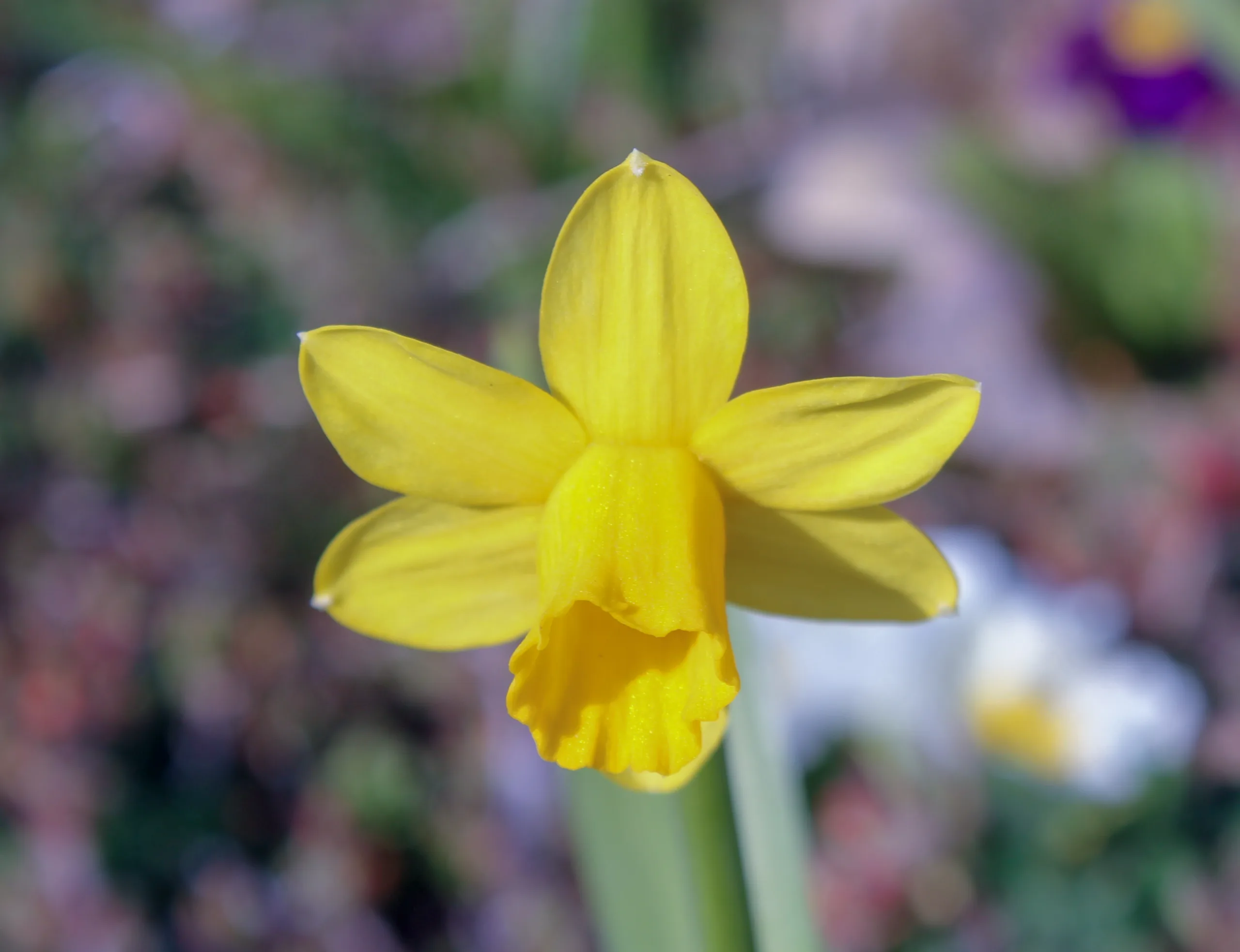 Narcissus pseudonarcissus