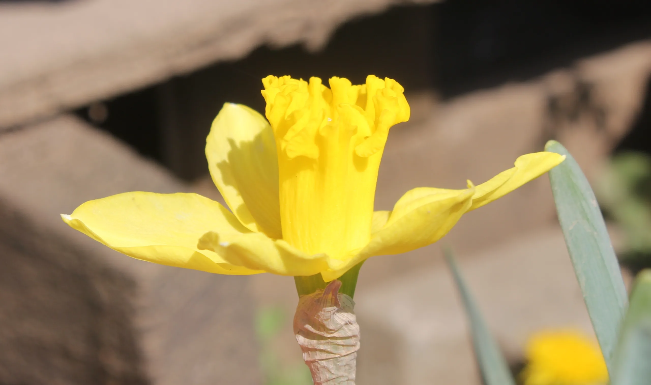 Narcissus pseudonarcissus