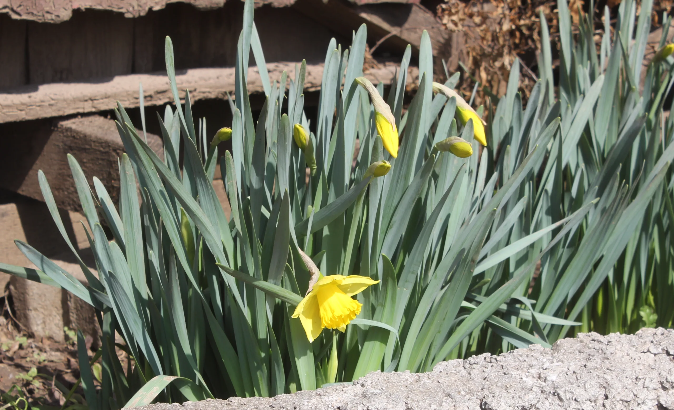 Narcissus pseudonarcissus