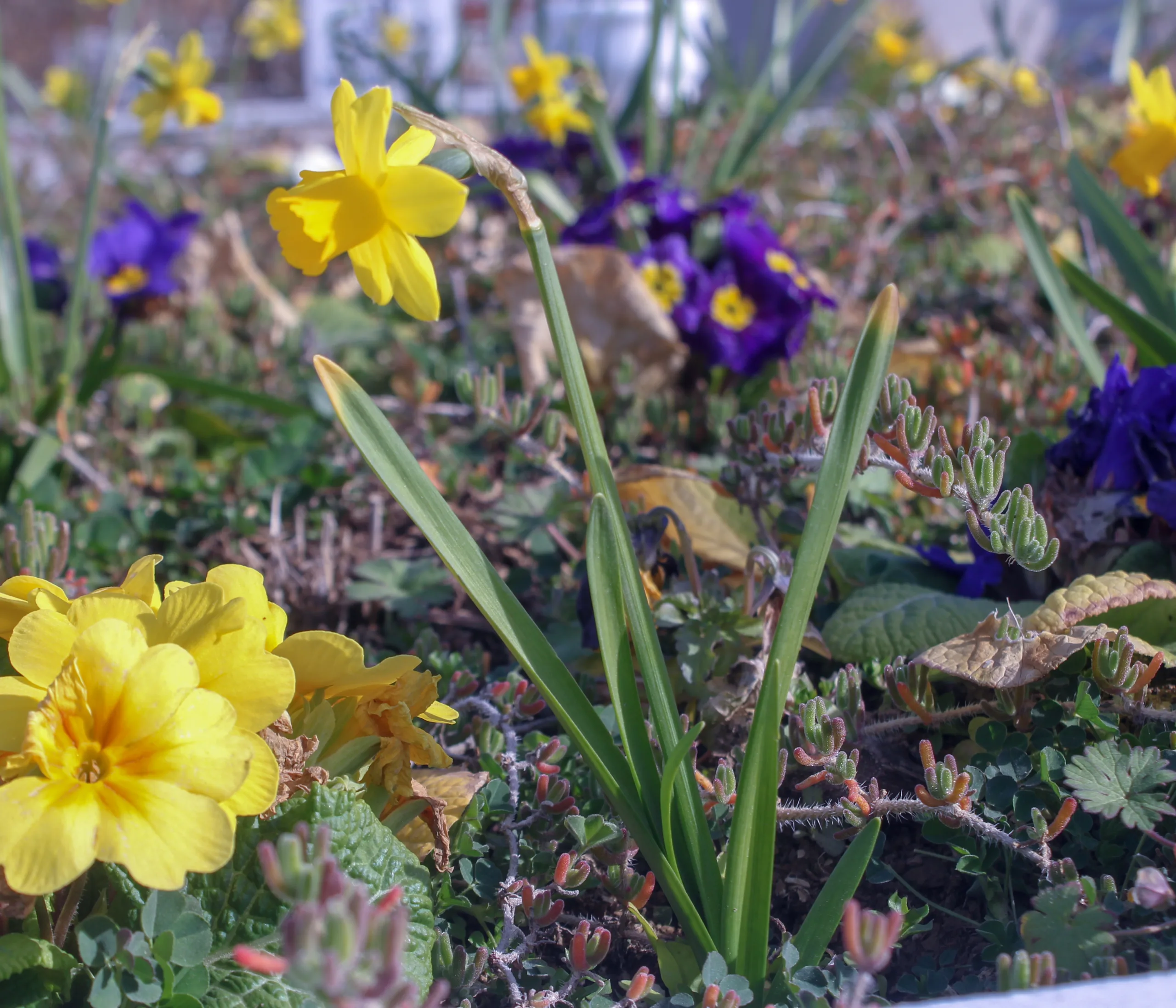 Narcissus pseudonarcissus