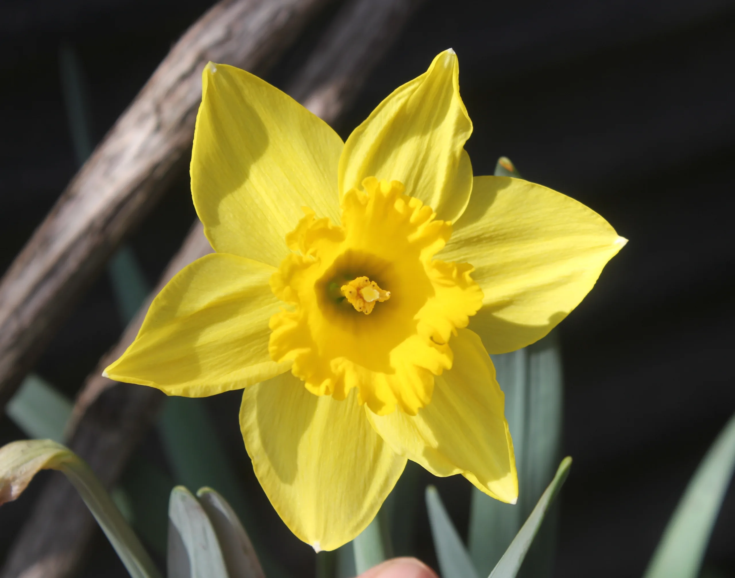 Narcissus pseudonarcissus