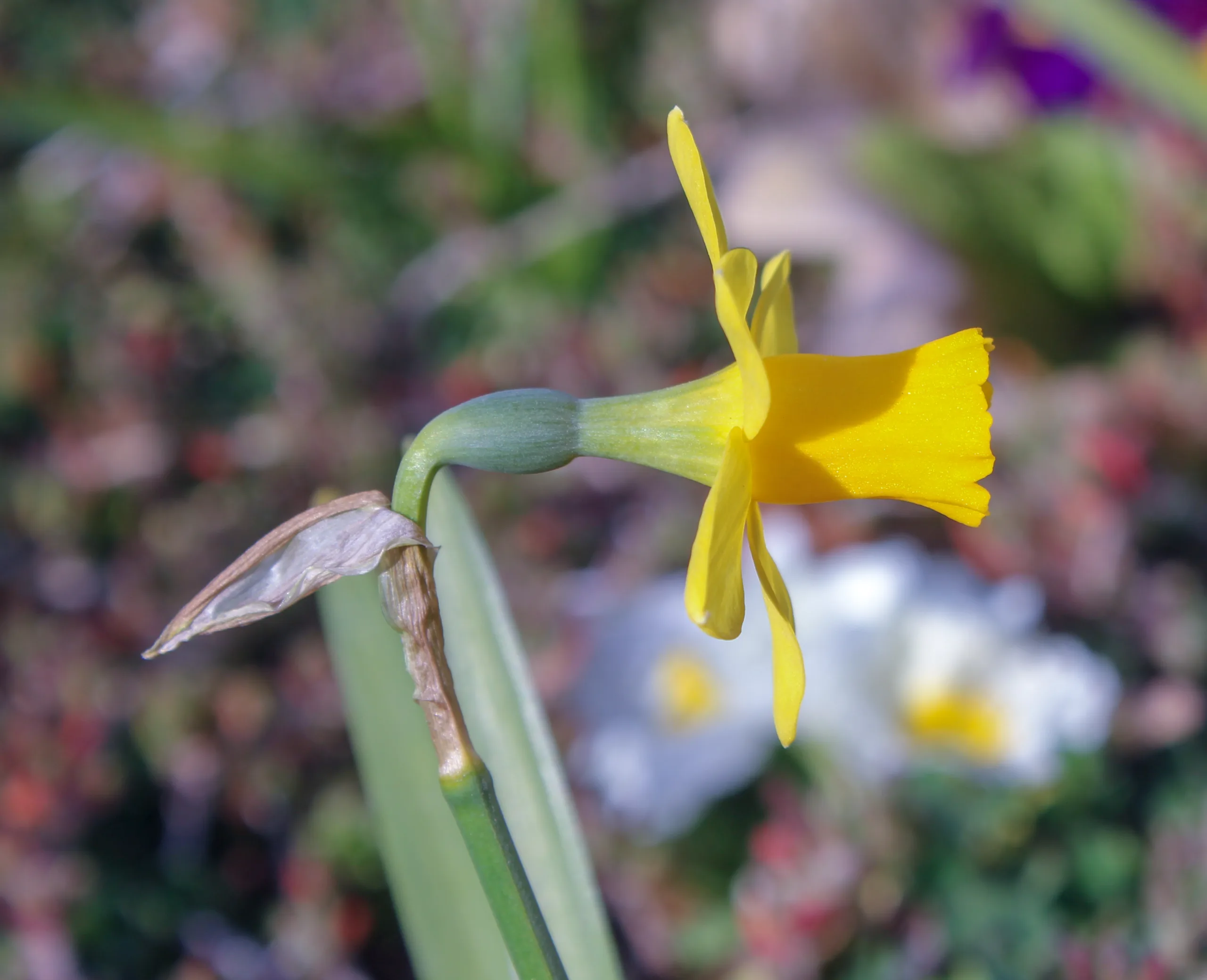 Narcissus pseudonarcissus