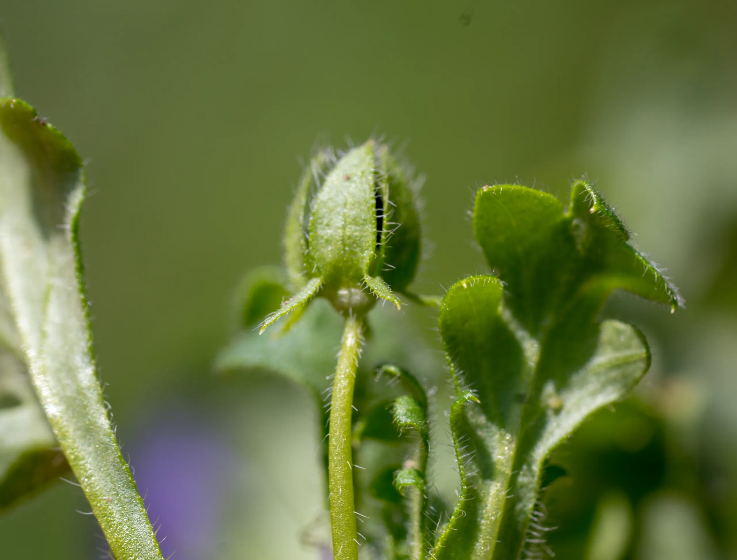 Nemophila maculata