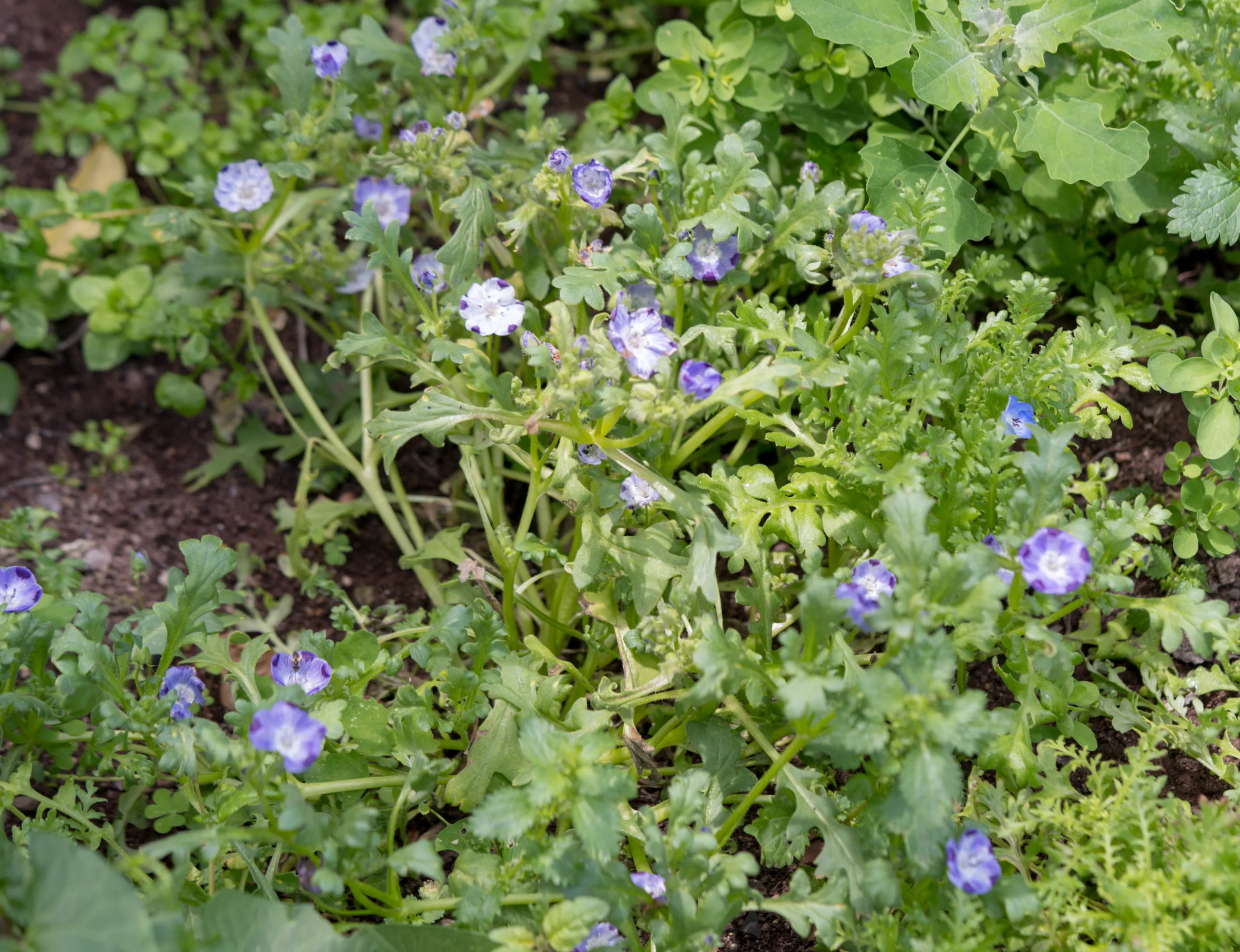 Nemophila maculata