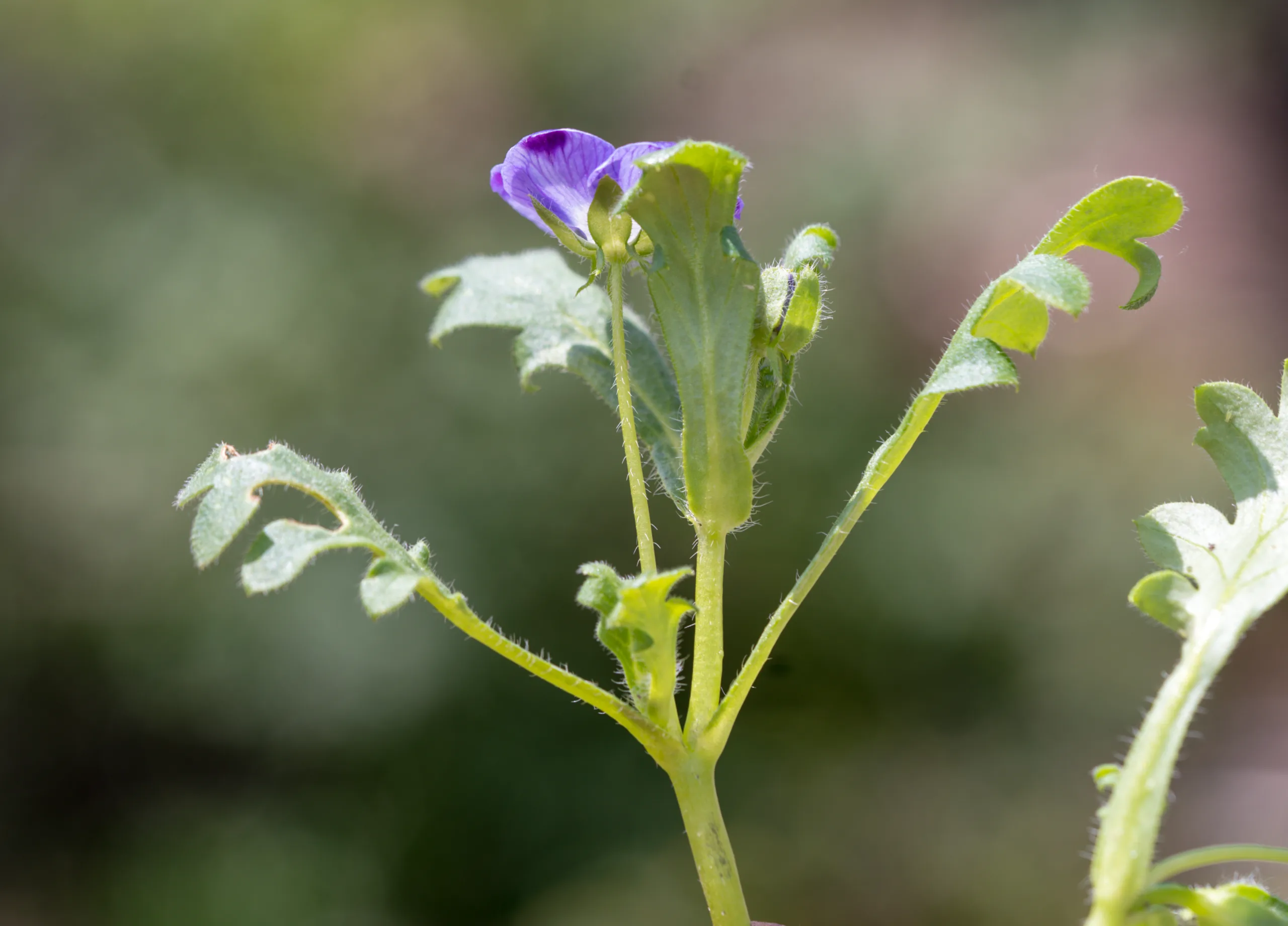 Nemophila maculata