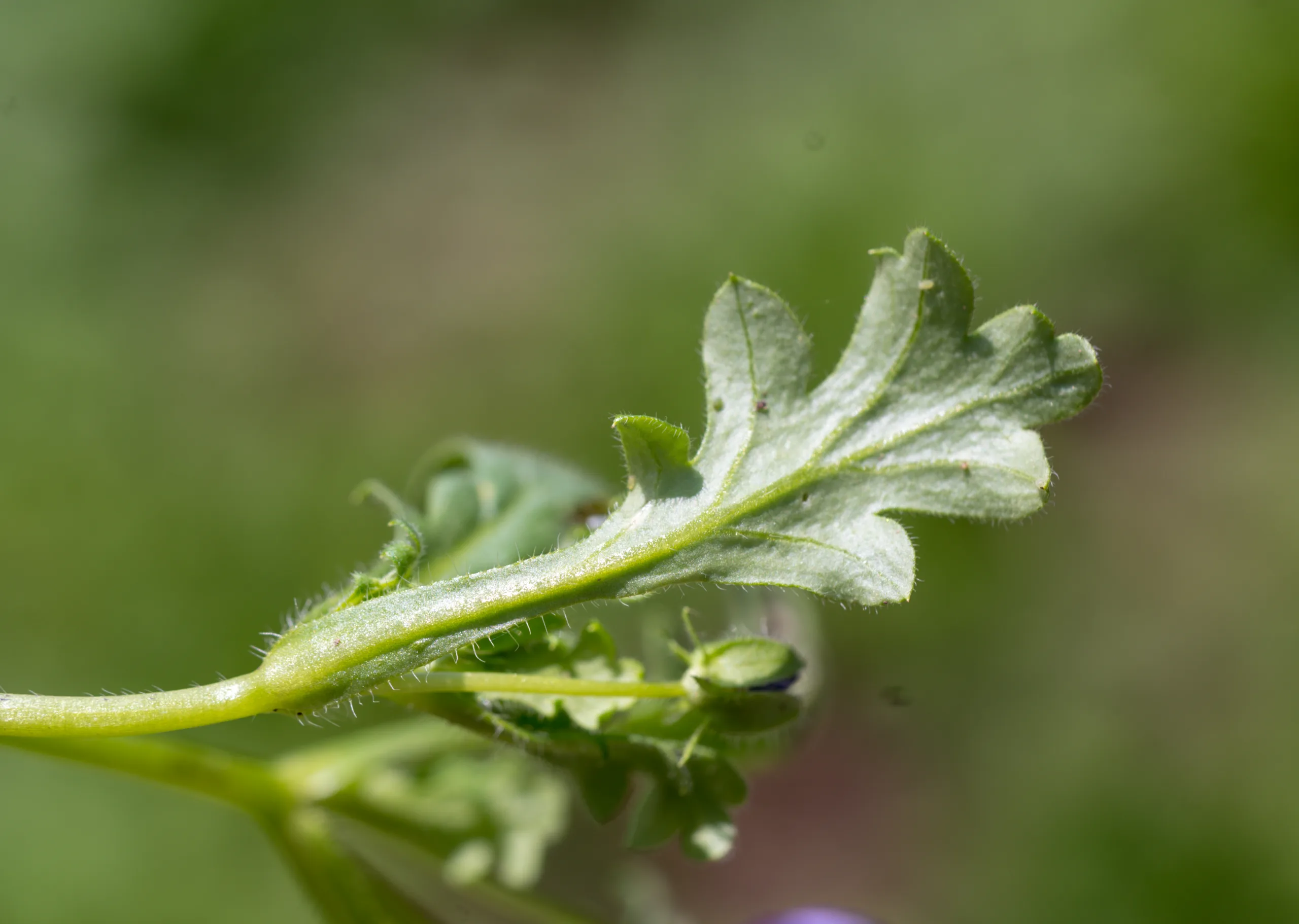 Nemophila maculata