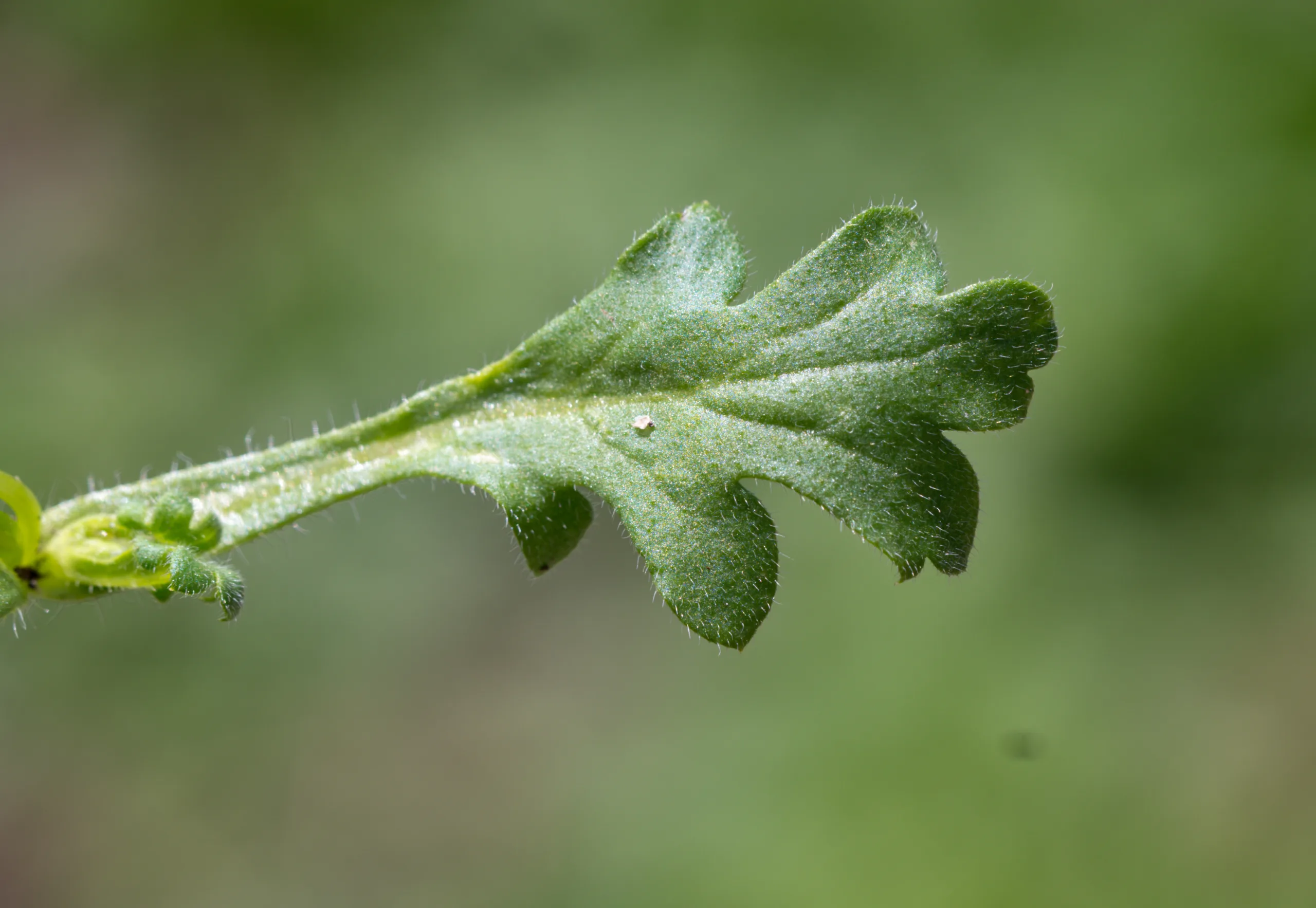 Nemophila maculata