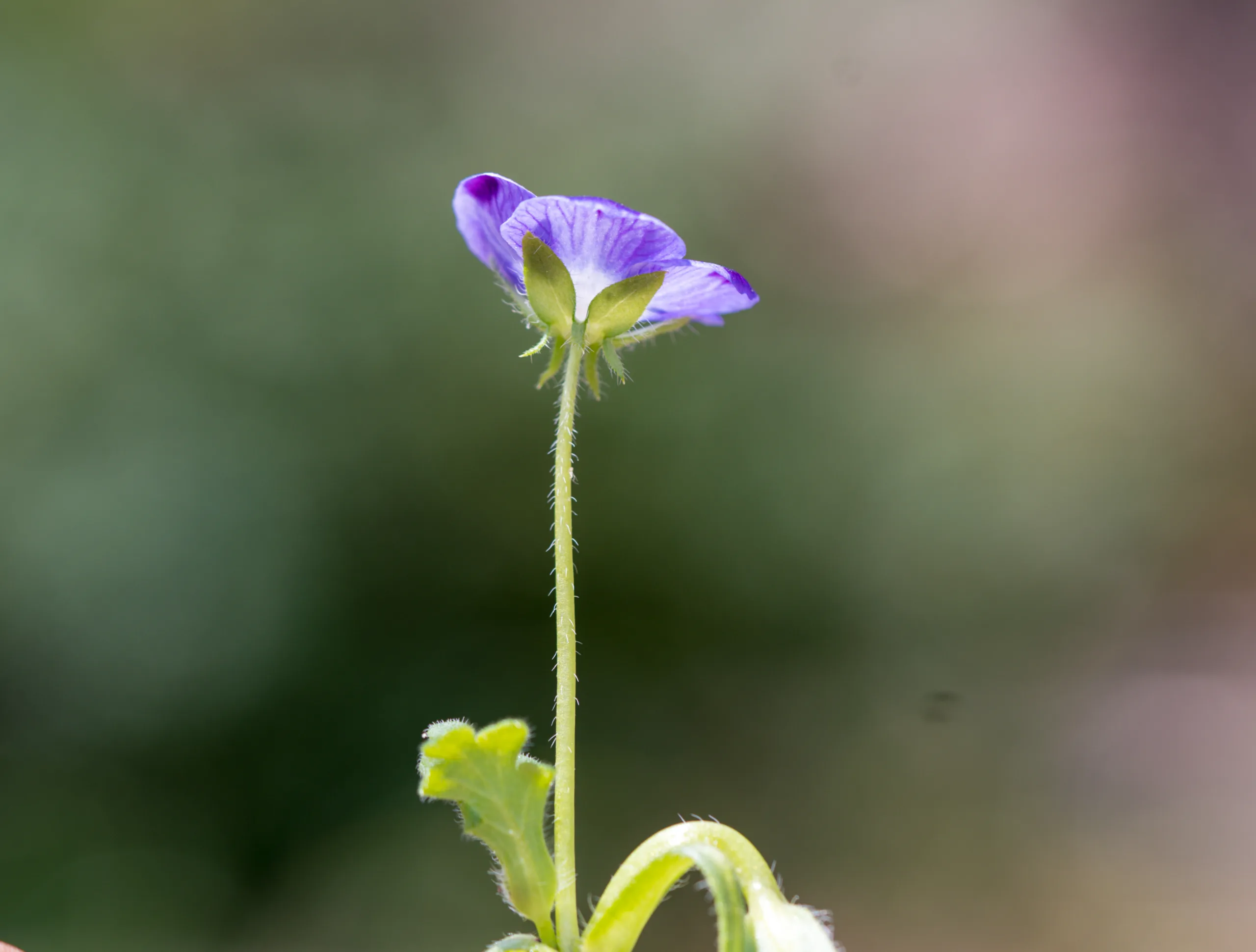 Nemophila maculata