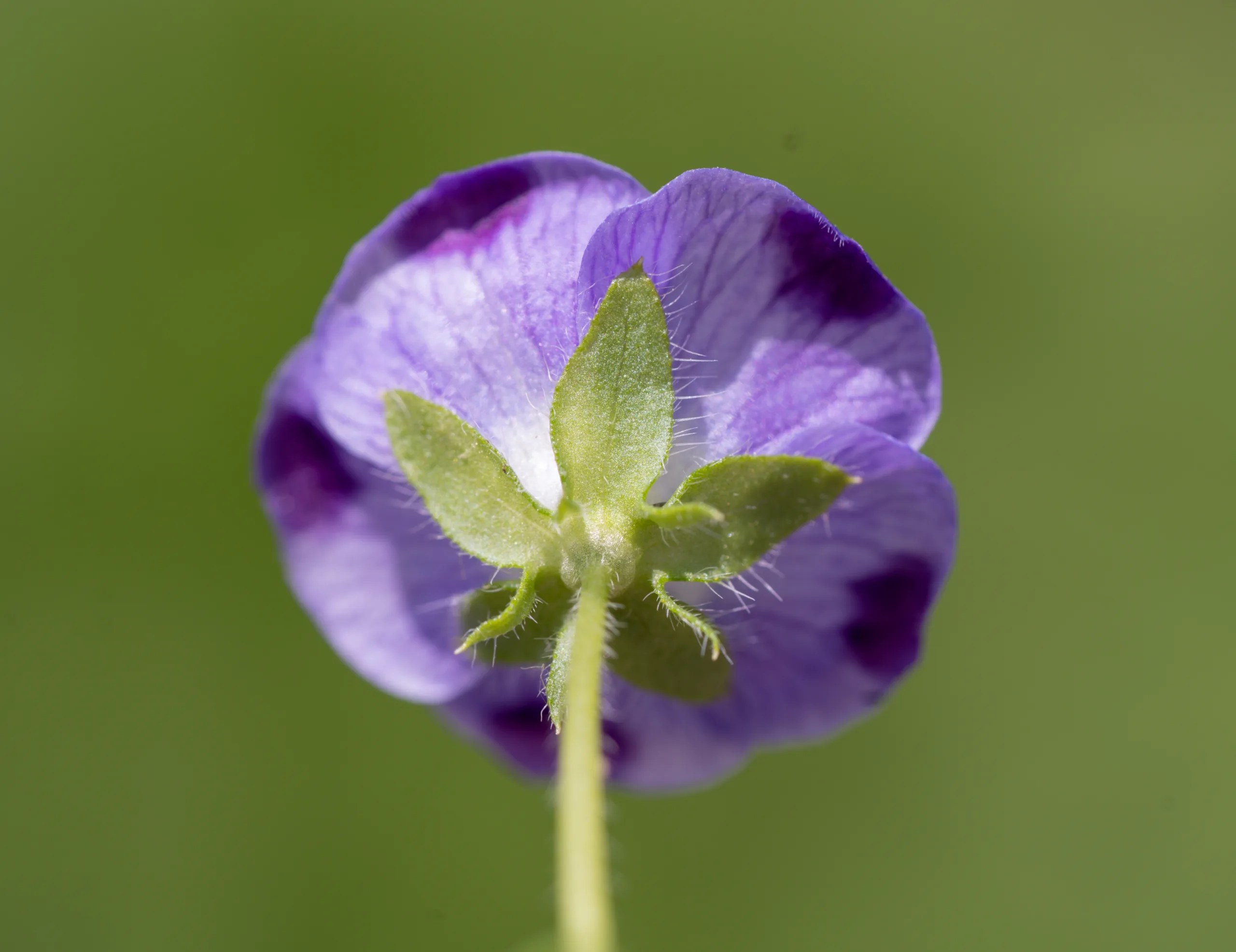 Nemophila maculata