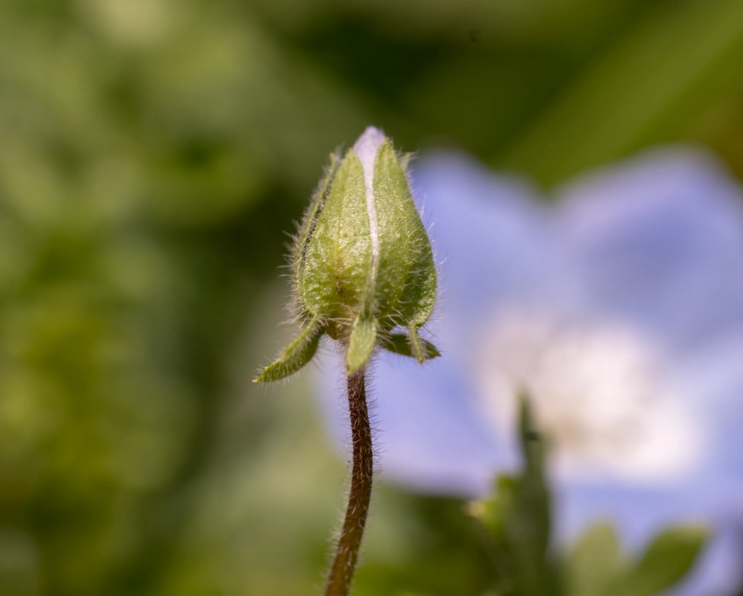 Nemophila menziesii