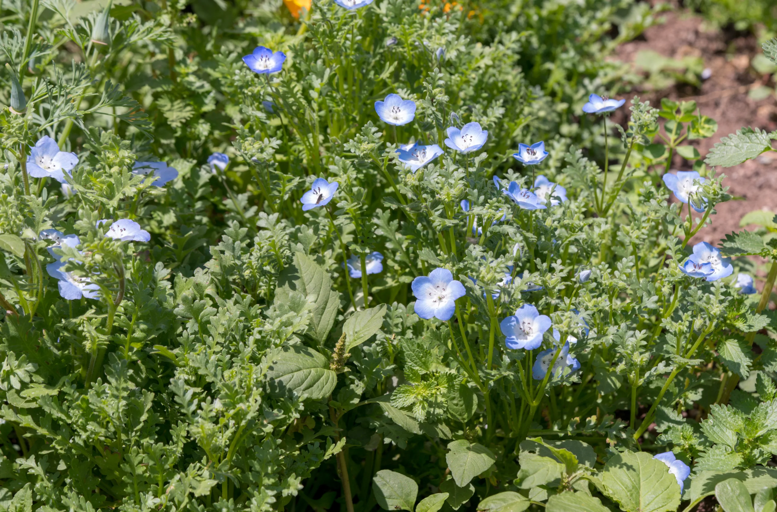 Nemophila menziesii