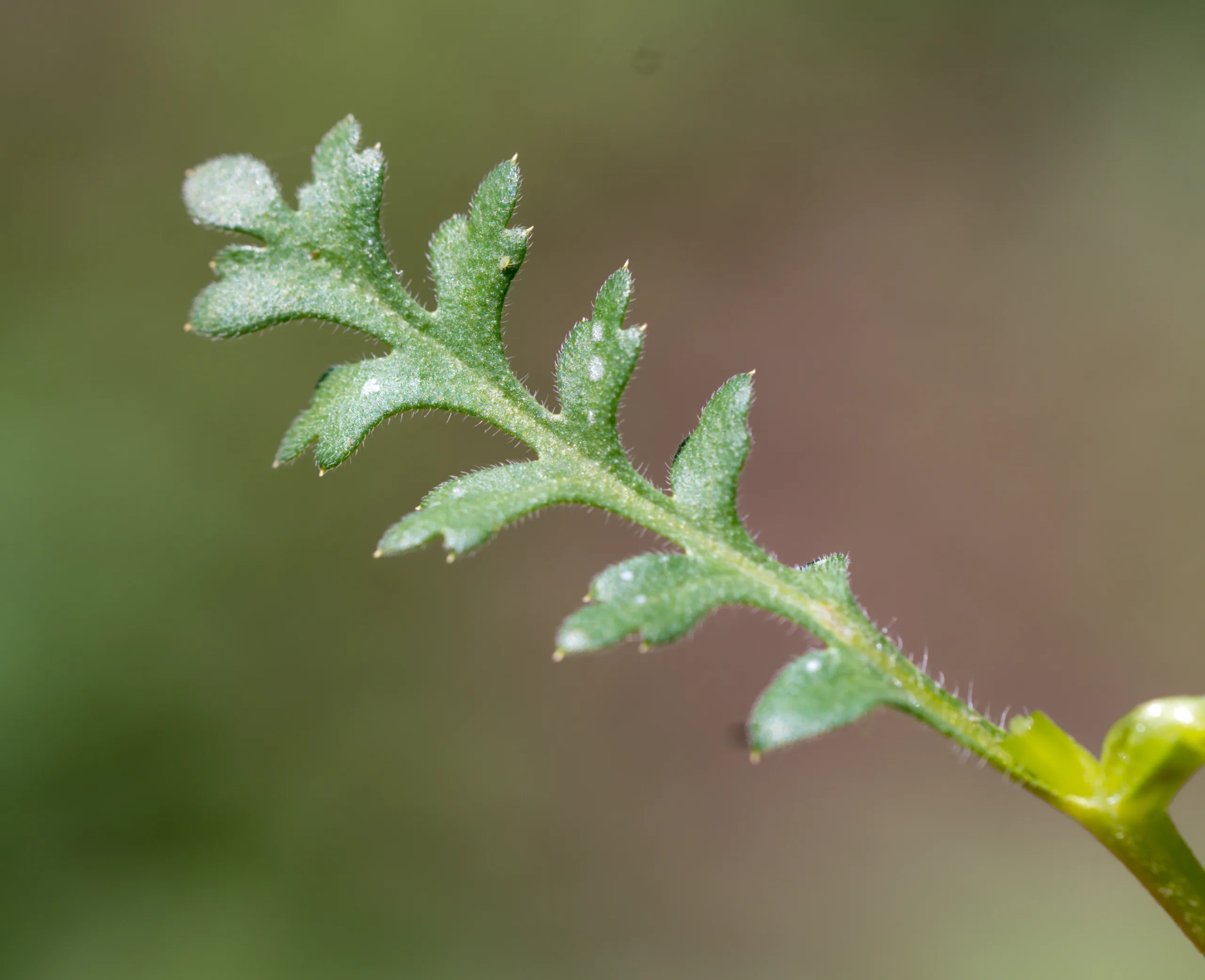 Nemophila menziesii