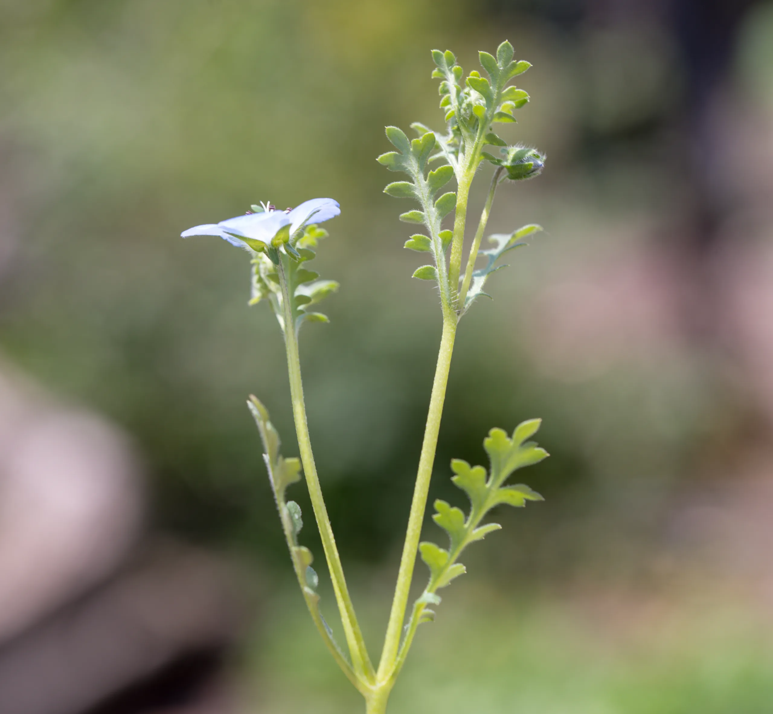 Nemophila menziesii