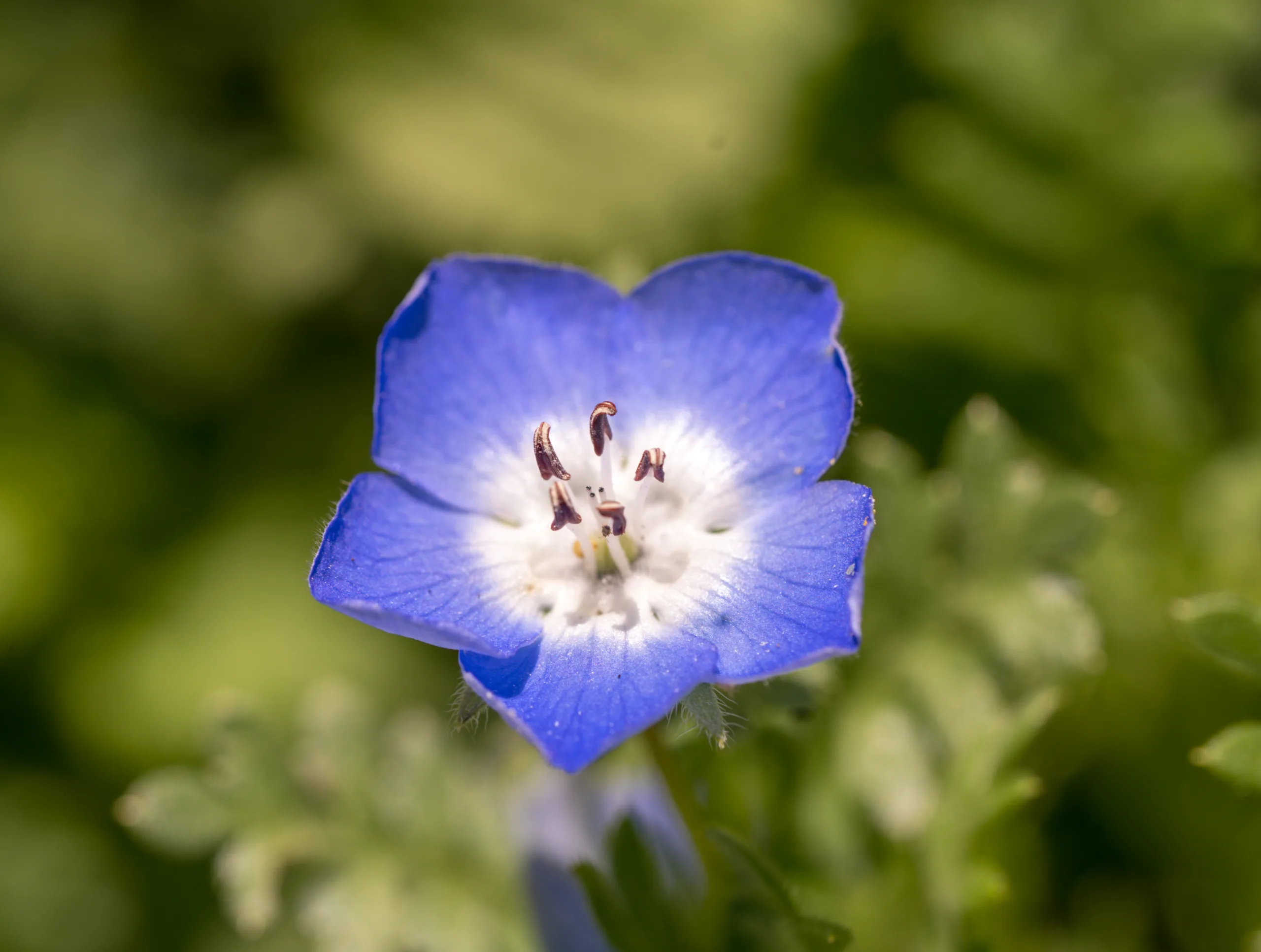 Nemophila menziesii
