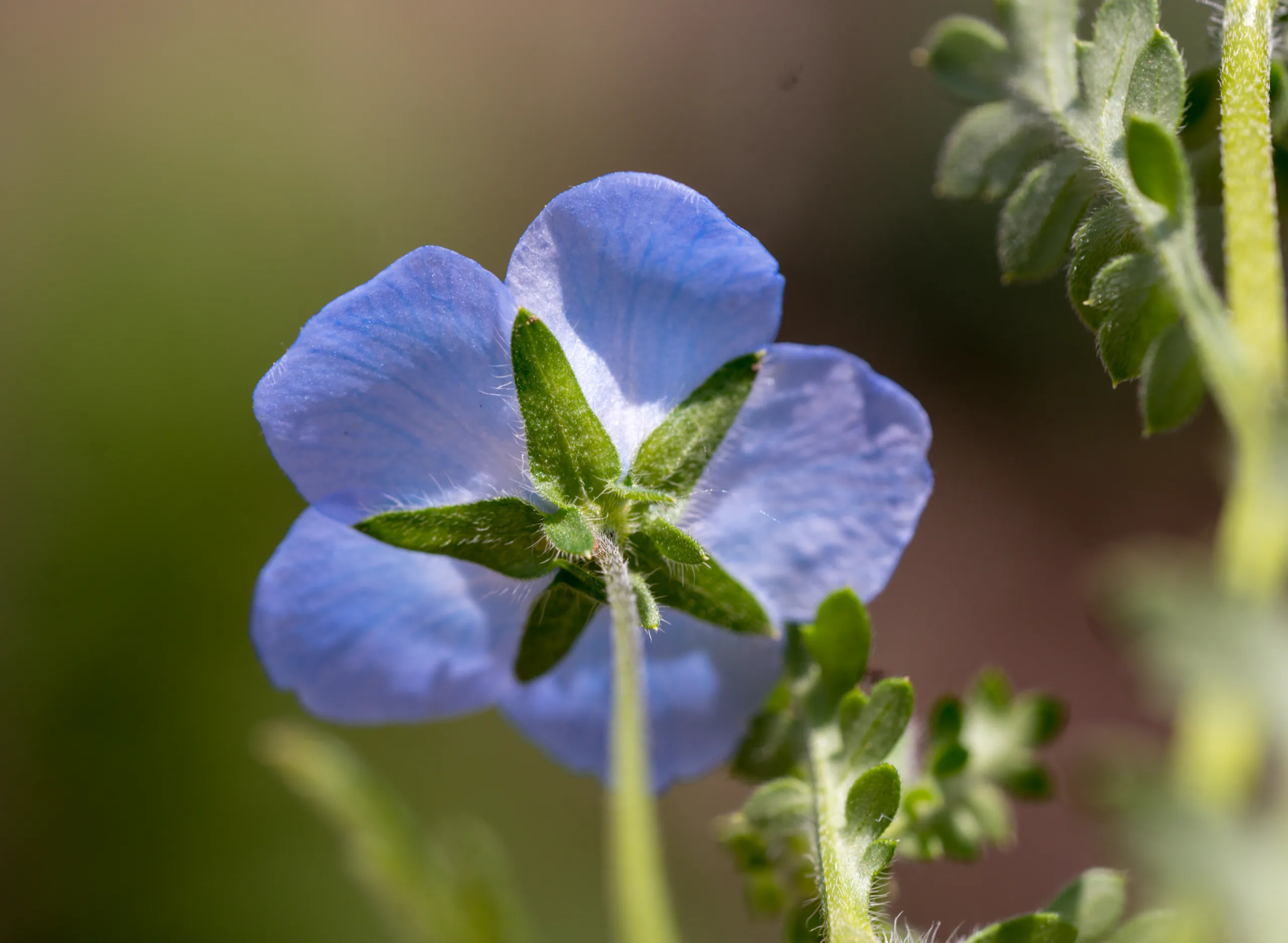 Nemophila menziesii