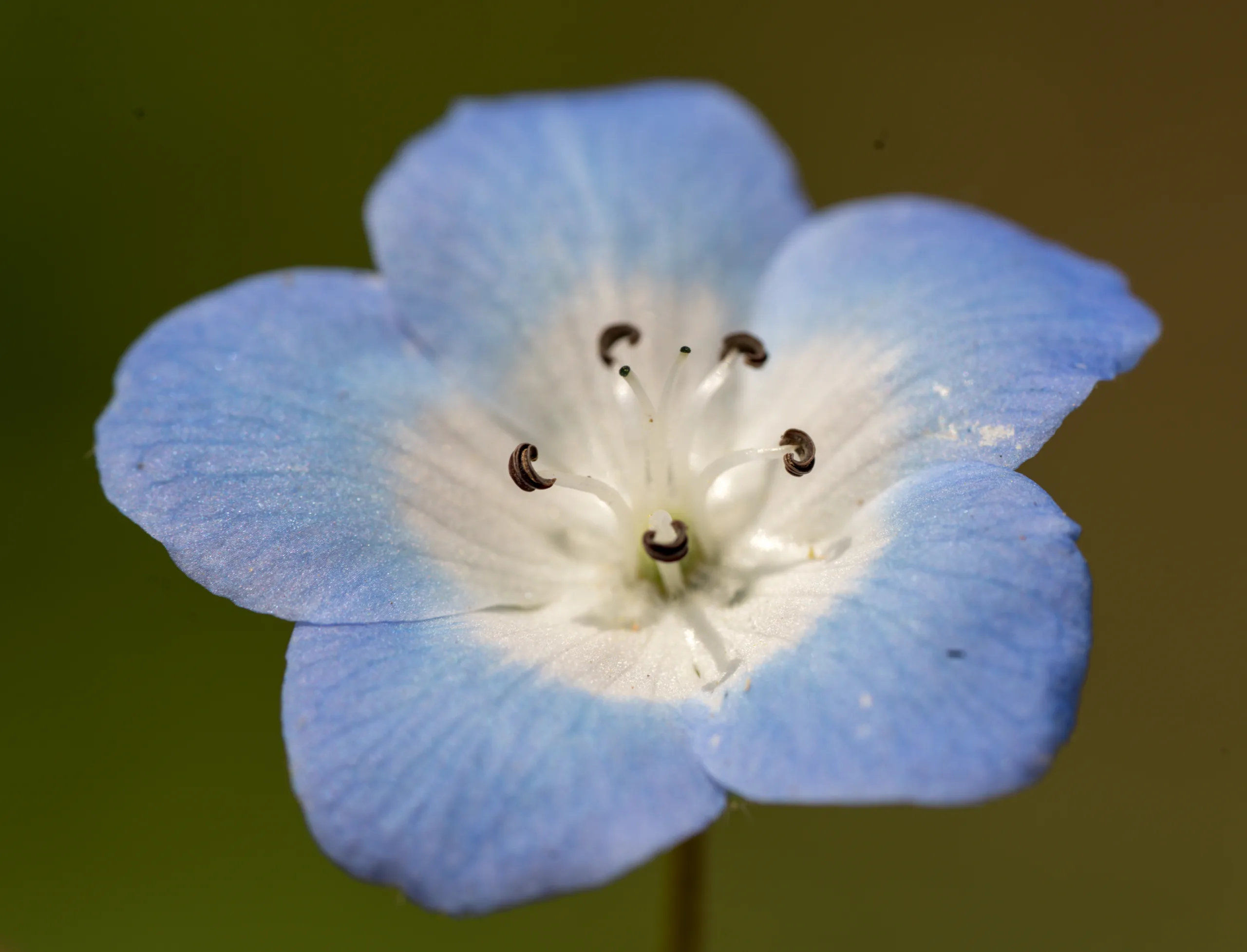 Nemophila menziesii