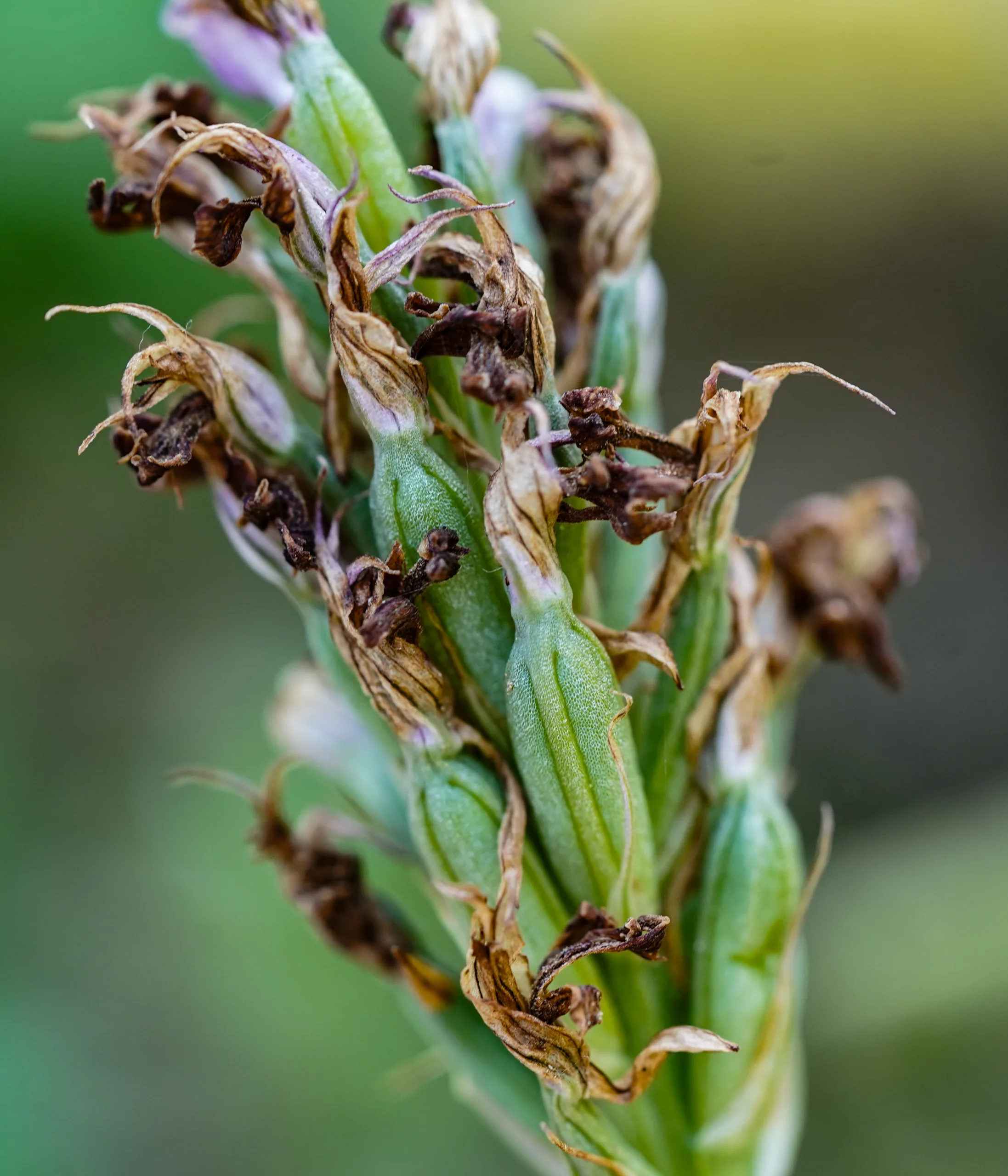 Neotinea tridentata