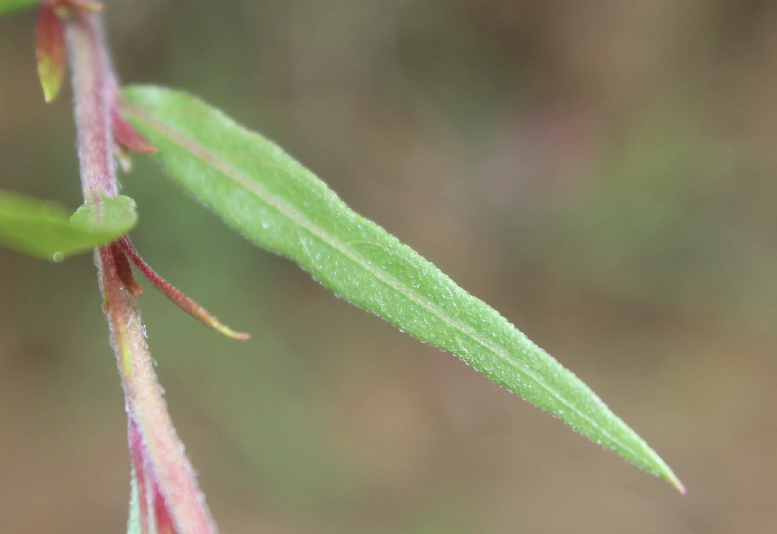 Oenothera lindheimeri