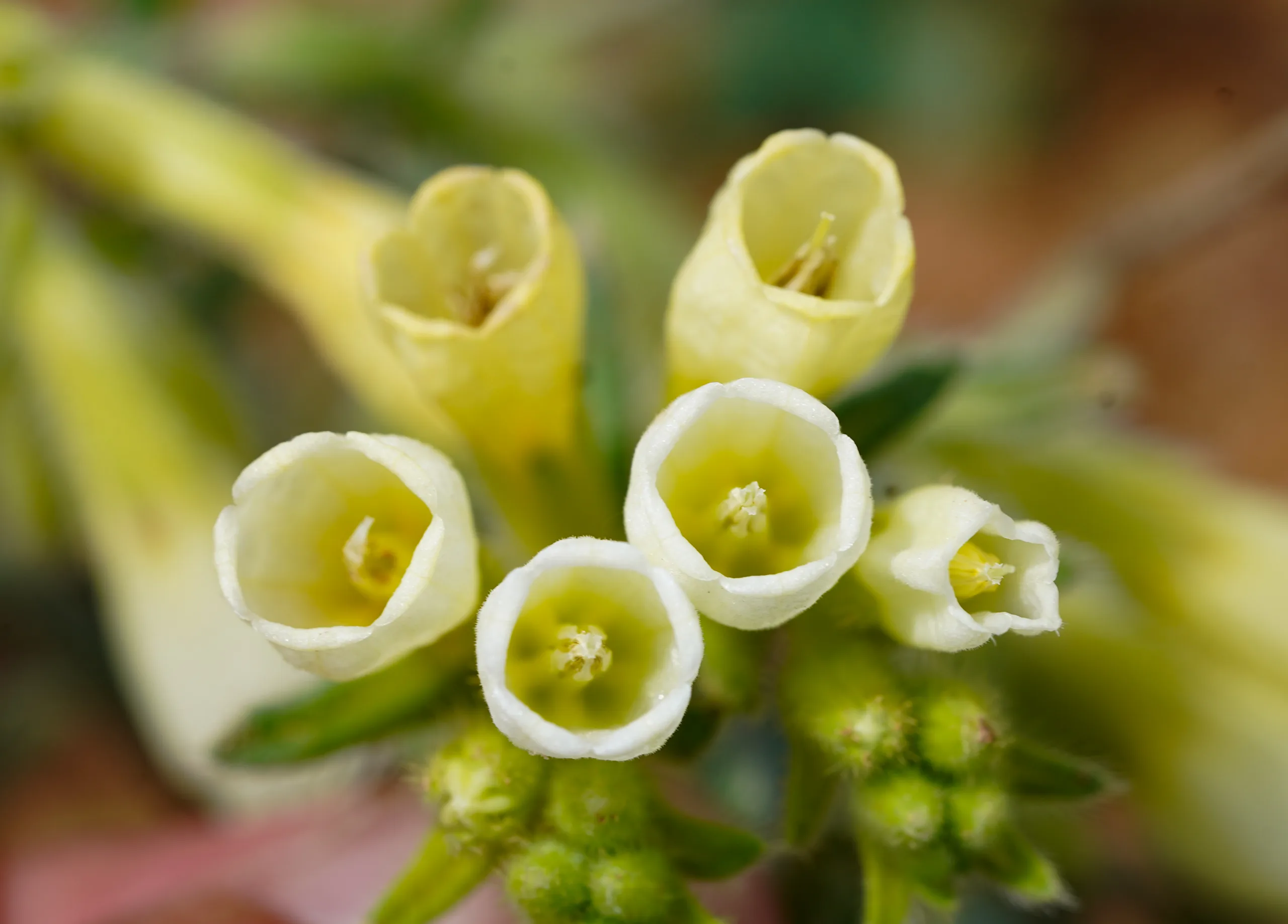 Onosma bracteosa