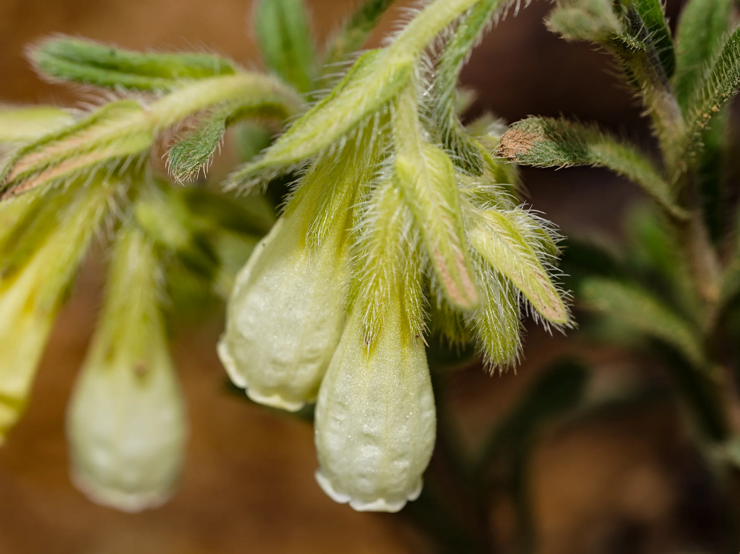 Onosma bracteosa