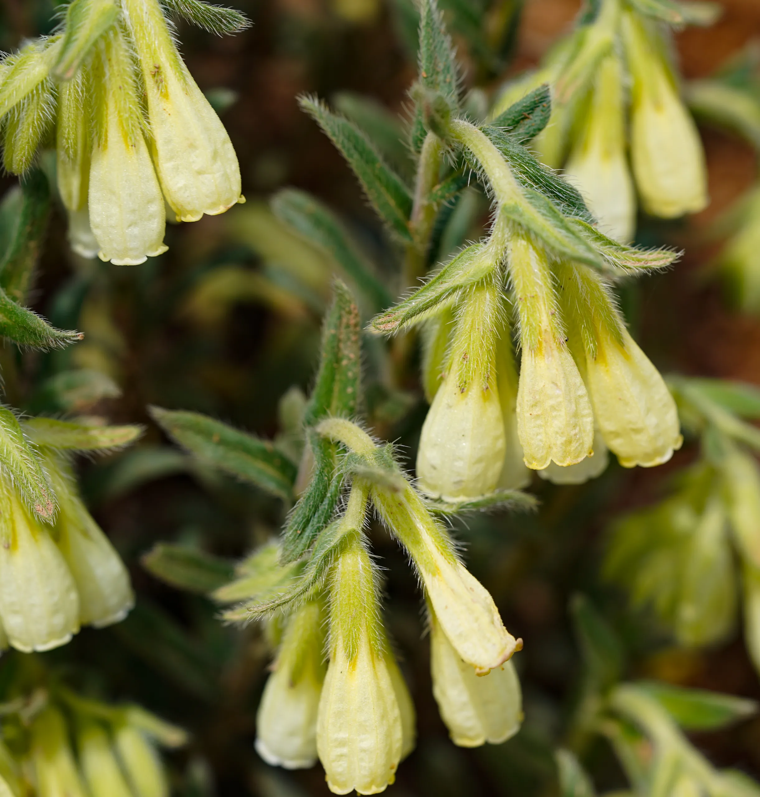 Onosma bracteosa