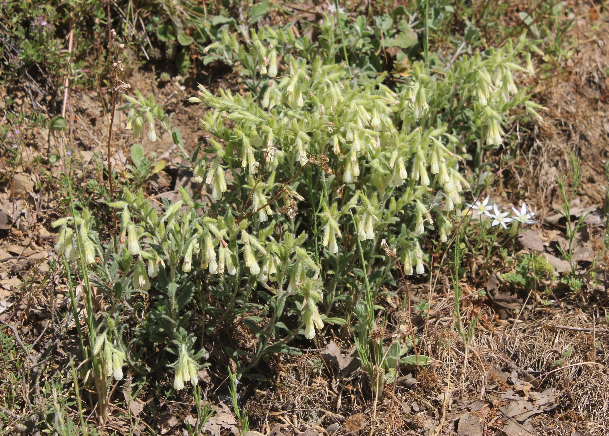 Onosma bracteosa