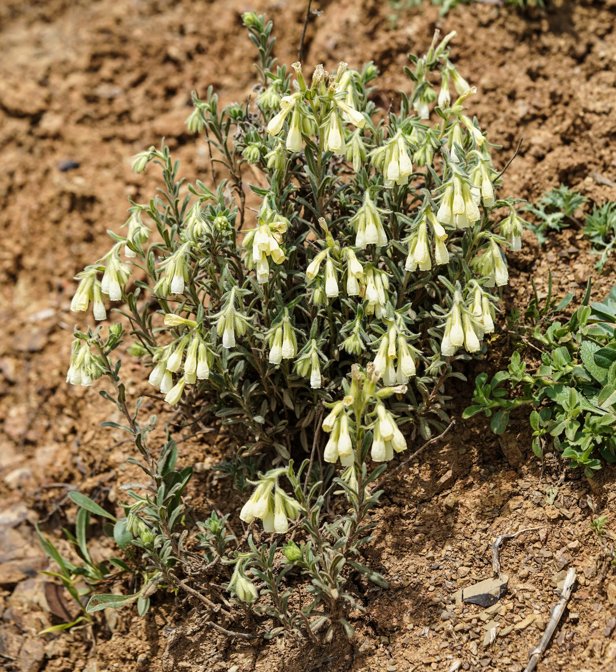 Onosma bracteosa